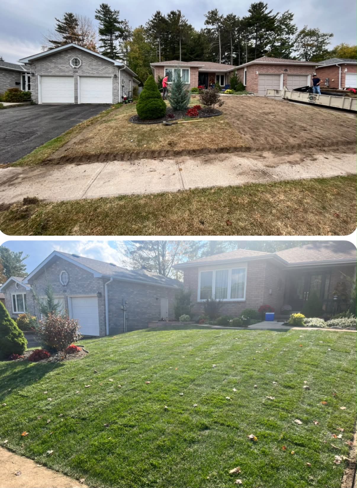 Bungalow front yard transformation — bare dirt prep transformed into an established sod lawn