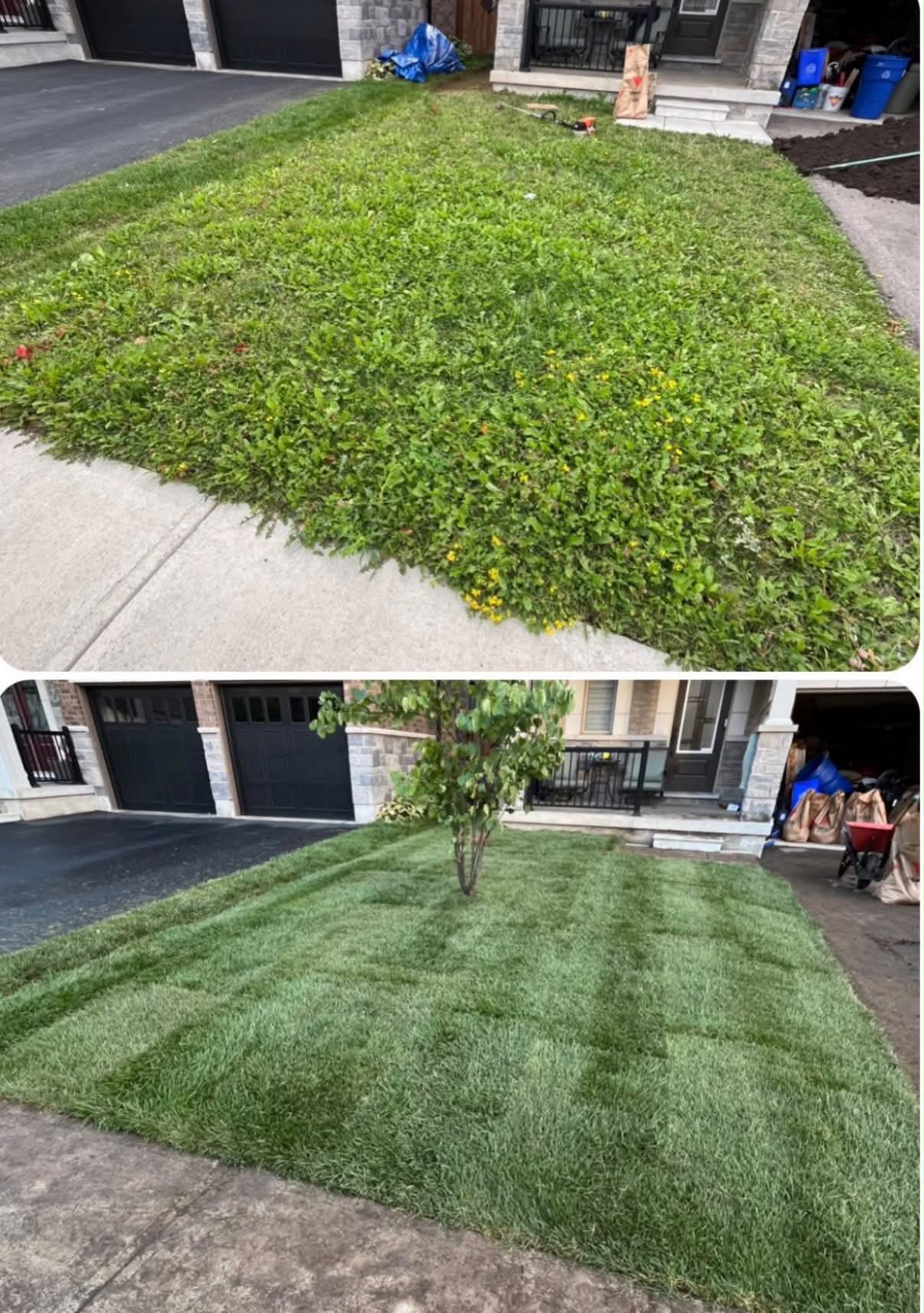 Front yard transformation — weed-covered lawn replaced with sharp, striped premium sod