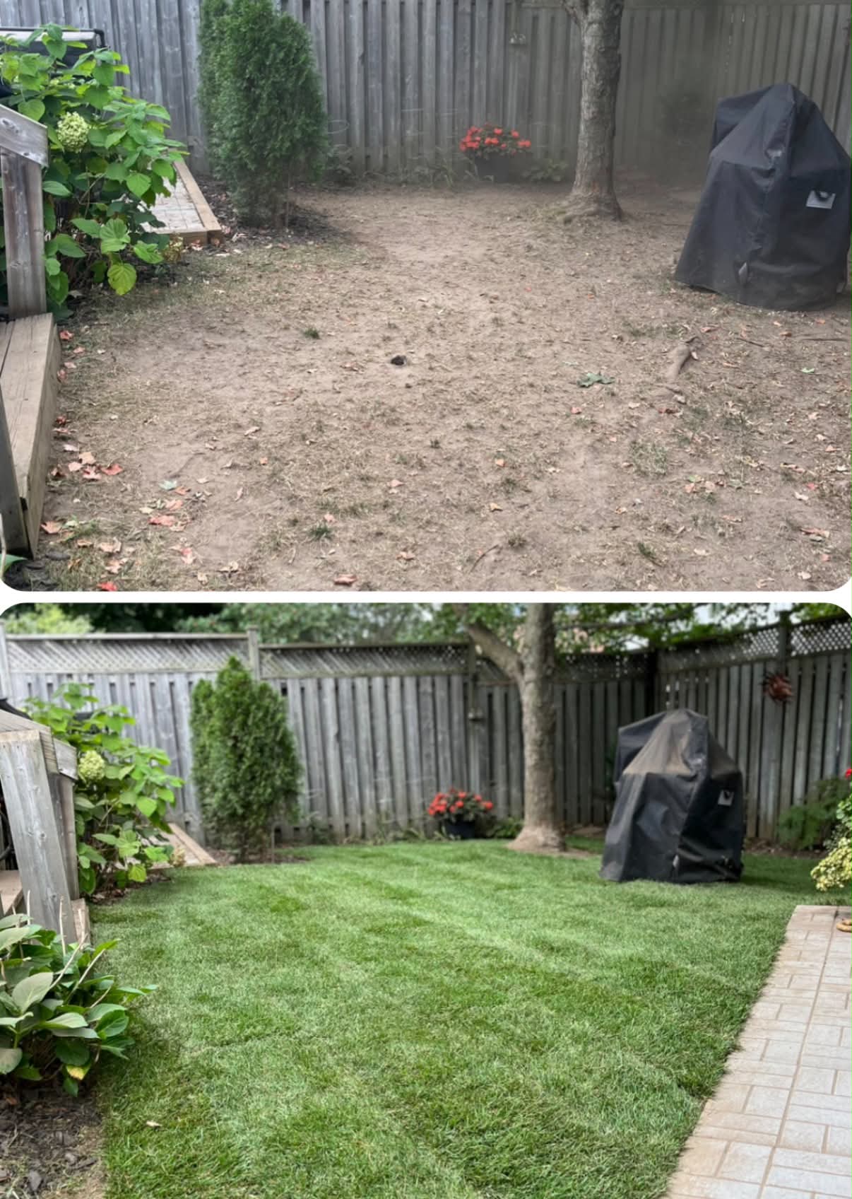 Backyard before and after — dirt patch transformed into a lush green lawn with established beds