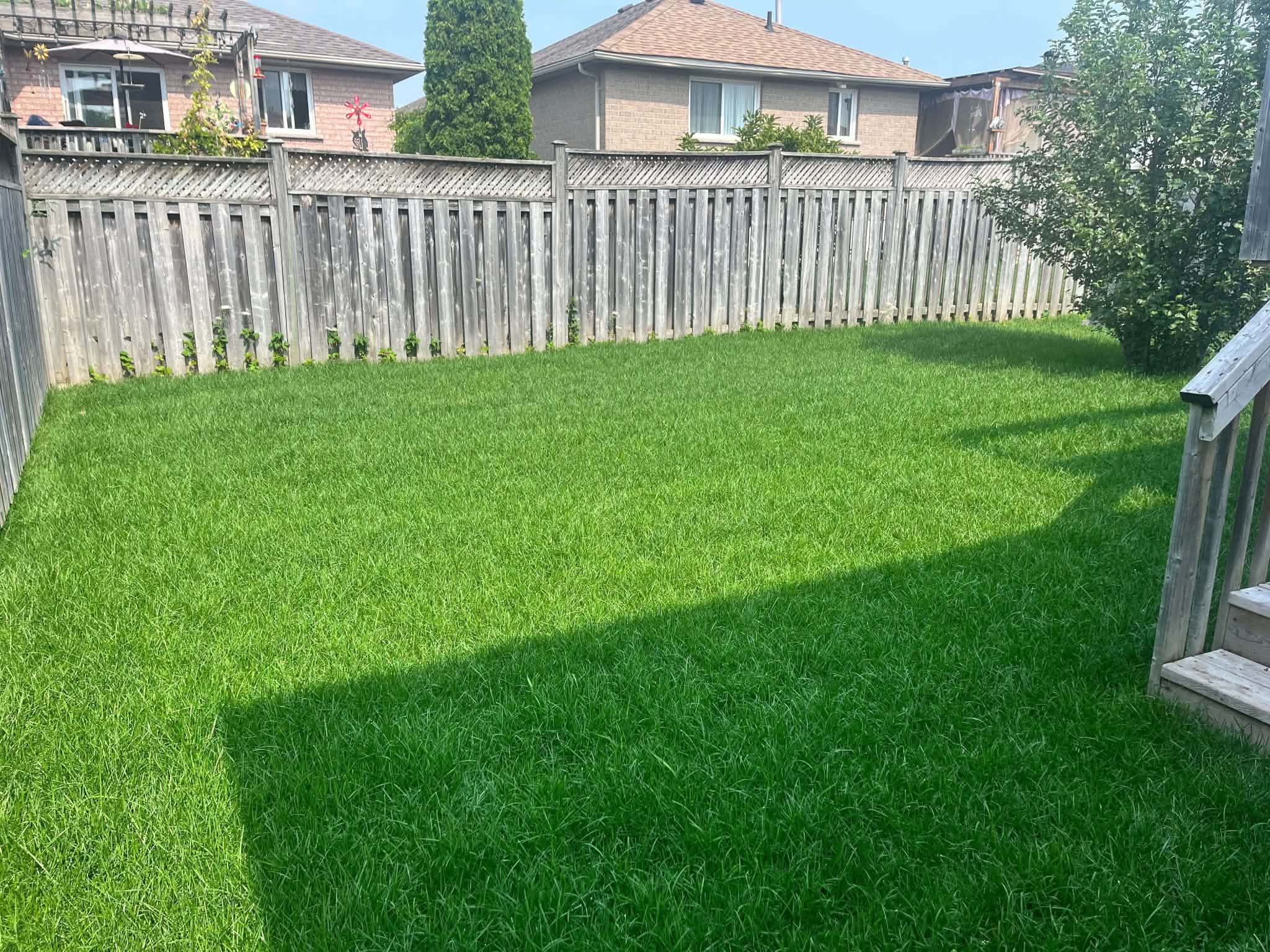 Lush, established green backyard lawn after a season of professional property maintenance
