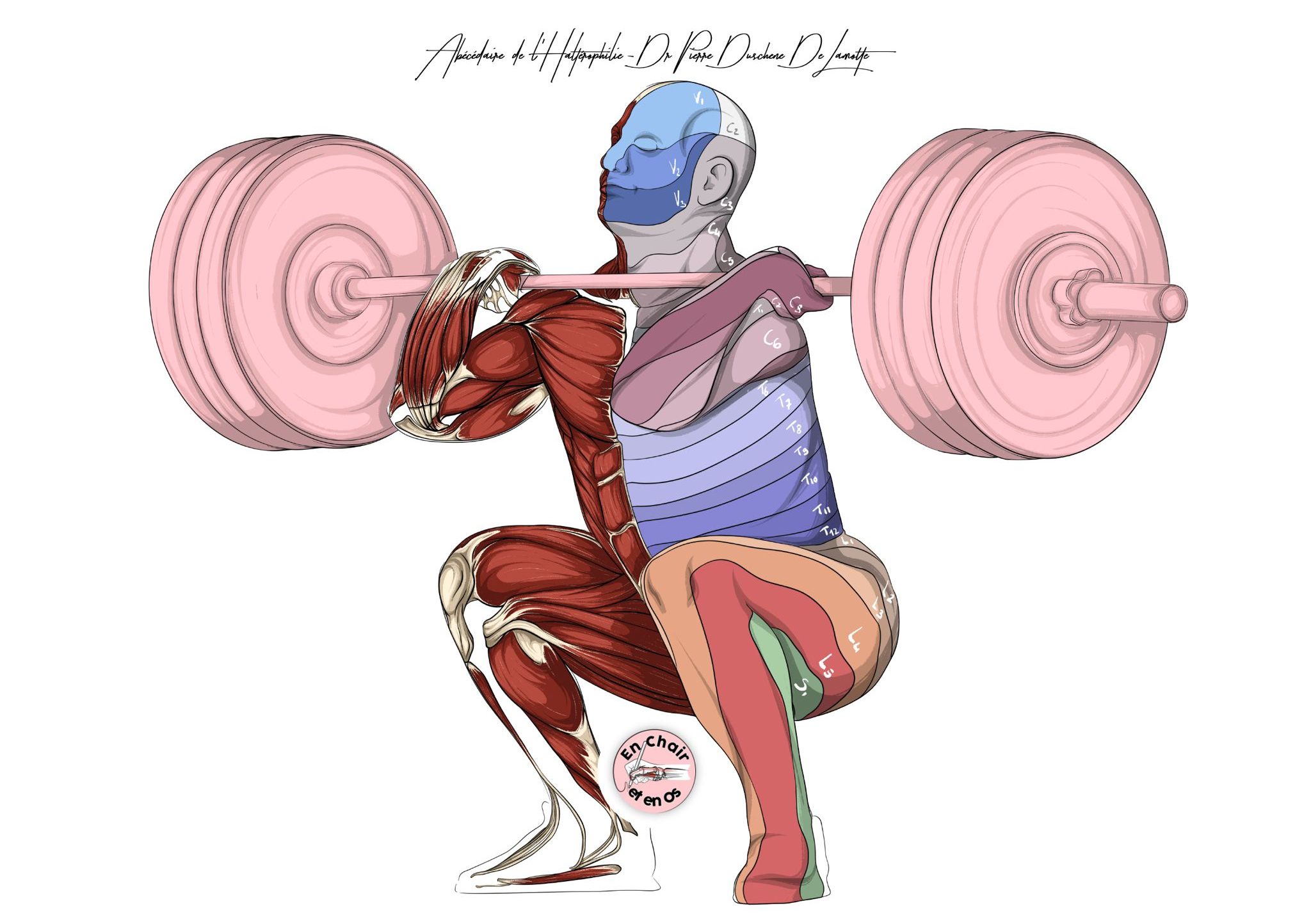 La Neurophysiologie de l'Haltérophile