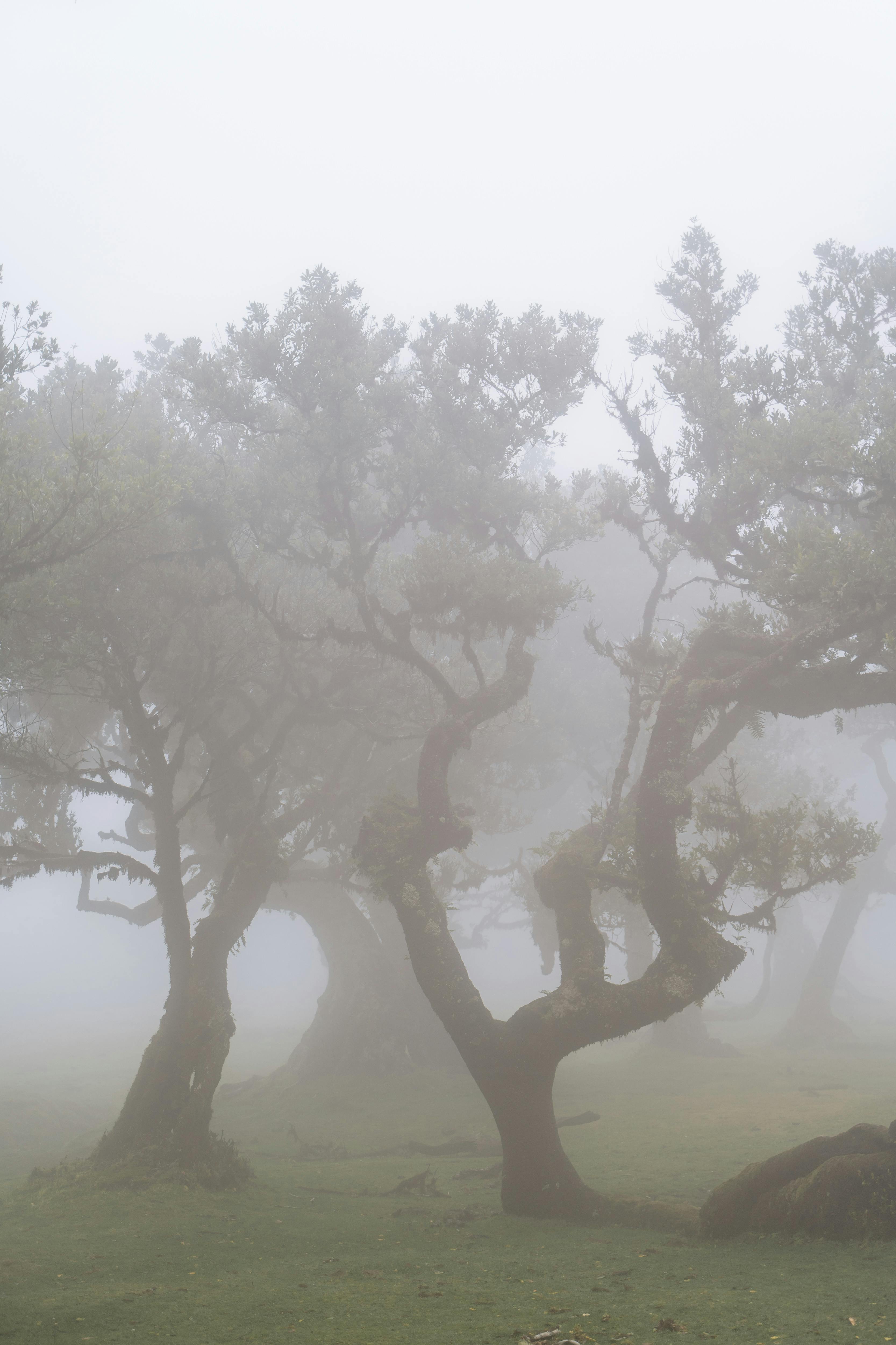 Laurisilva — Madeira's prehistoric laurel forest
