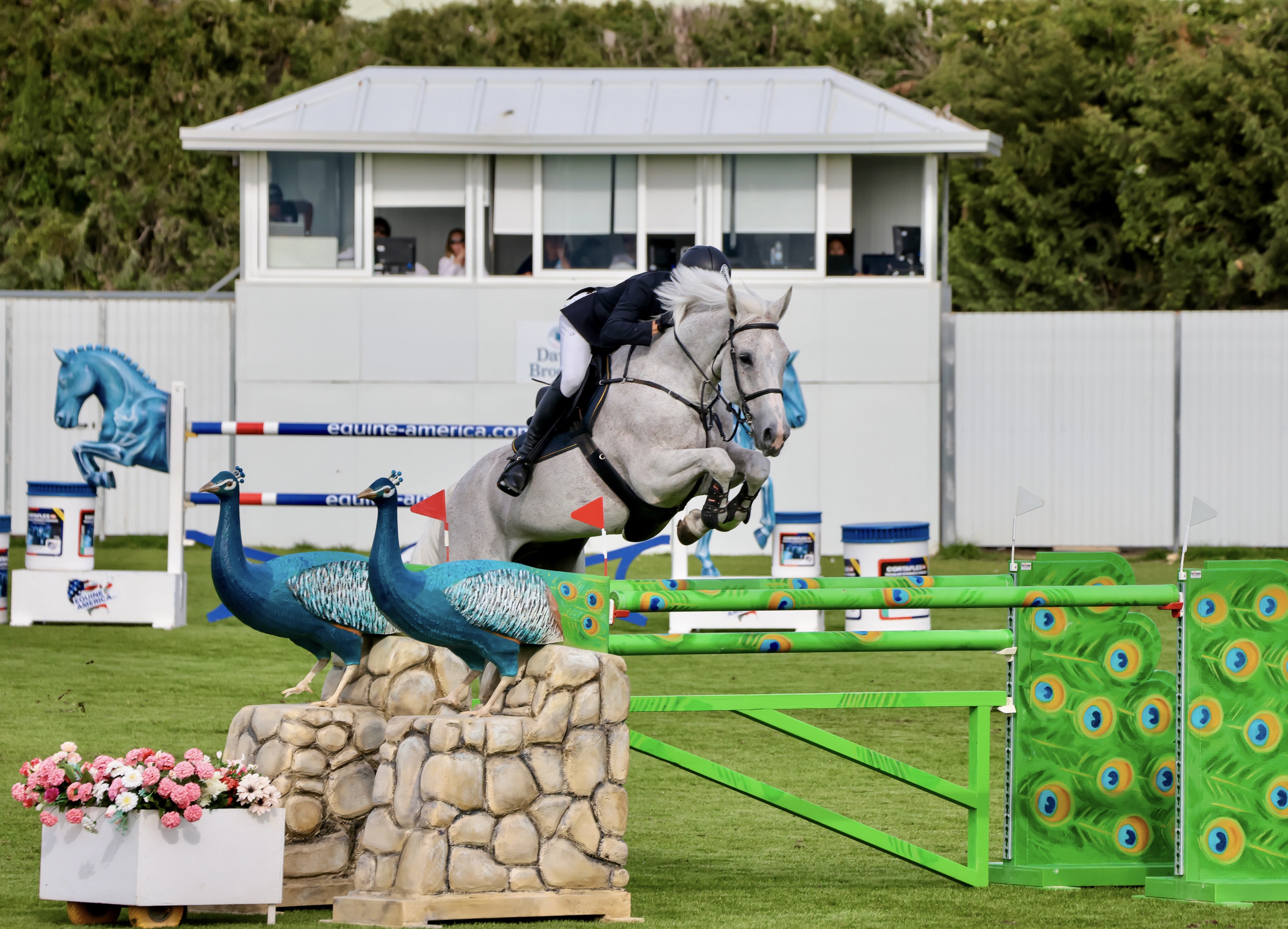 International Show Jumping Athlete