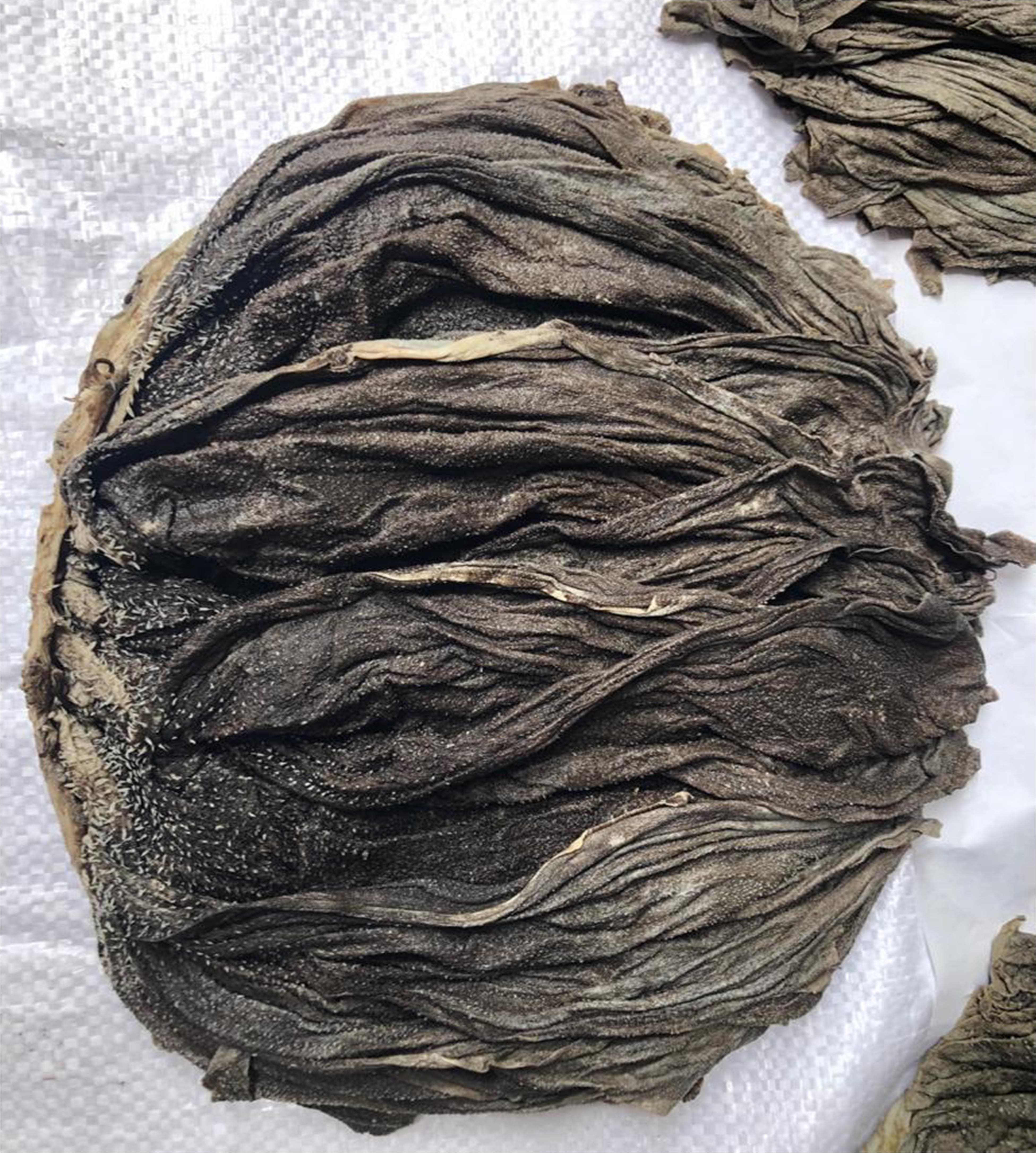 Buffalo Omasum (stomach) premium cut