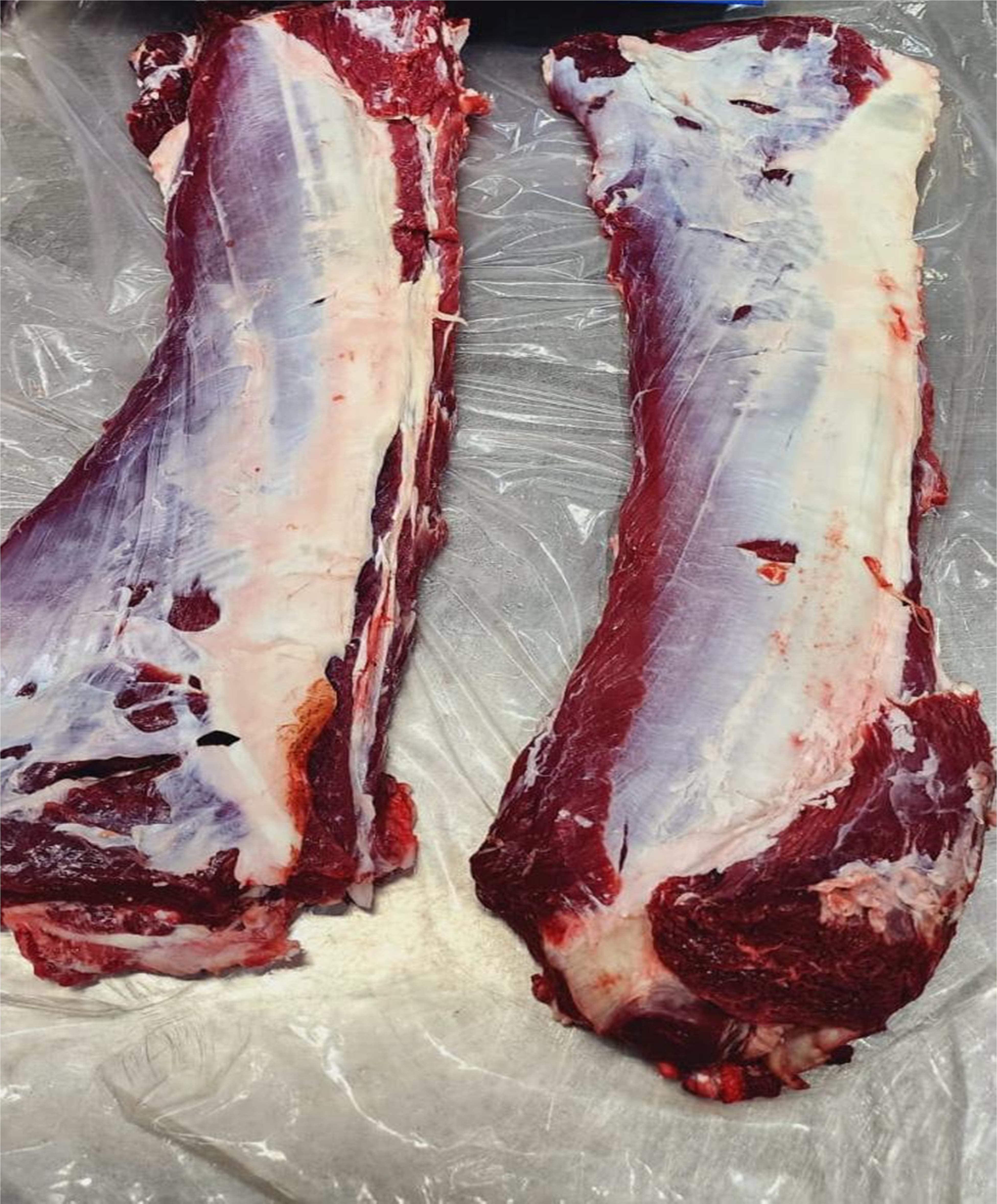 Buffalo vertebra with tendon line