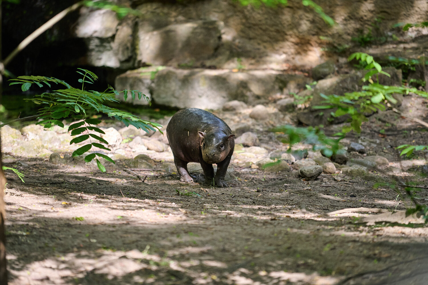 Brötchen with her mum at Zoo Berlin