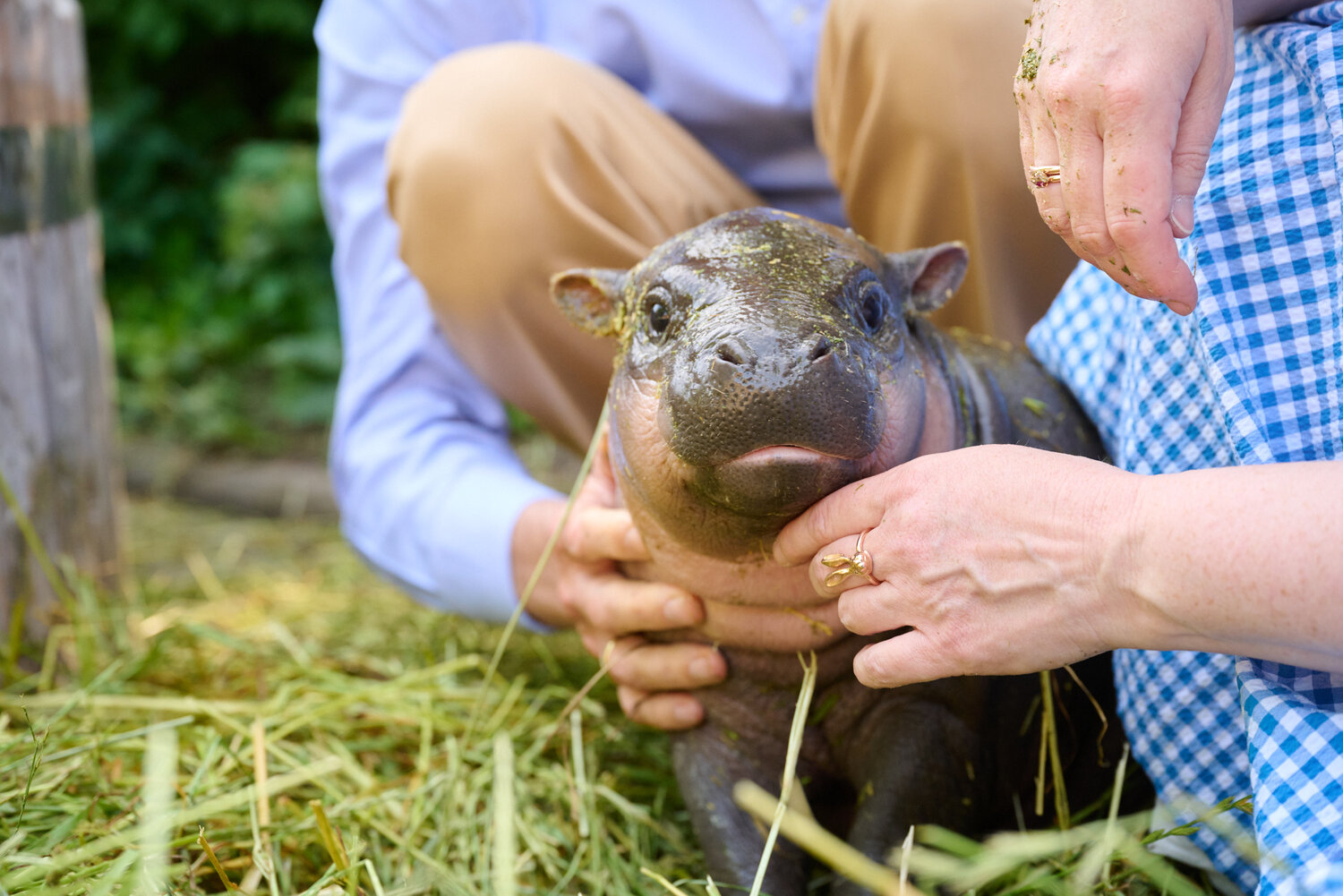 Brötchen the baby pygmy hippo in her wooden bathtub