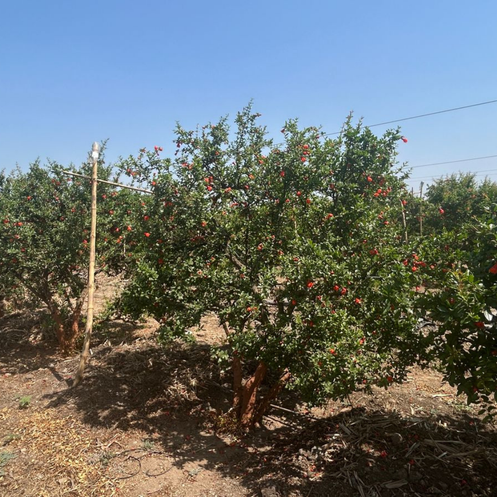 GAP-certified pomegranate farm with red fruits
