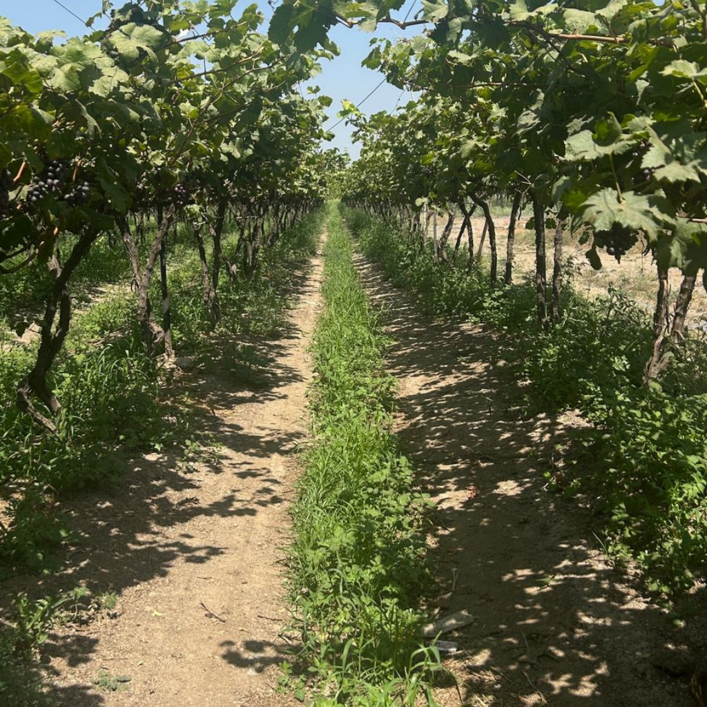 Vineyard pathway with green canopy