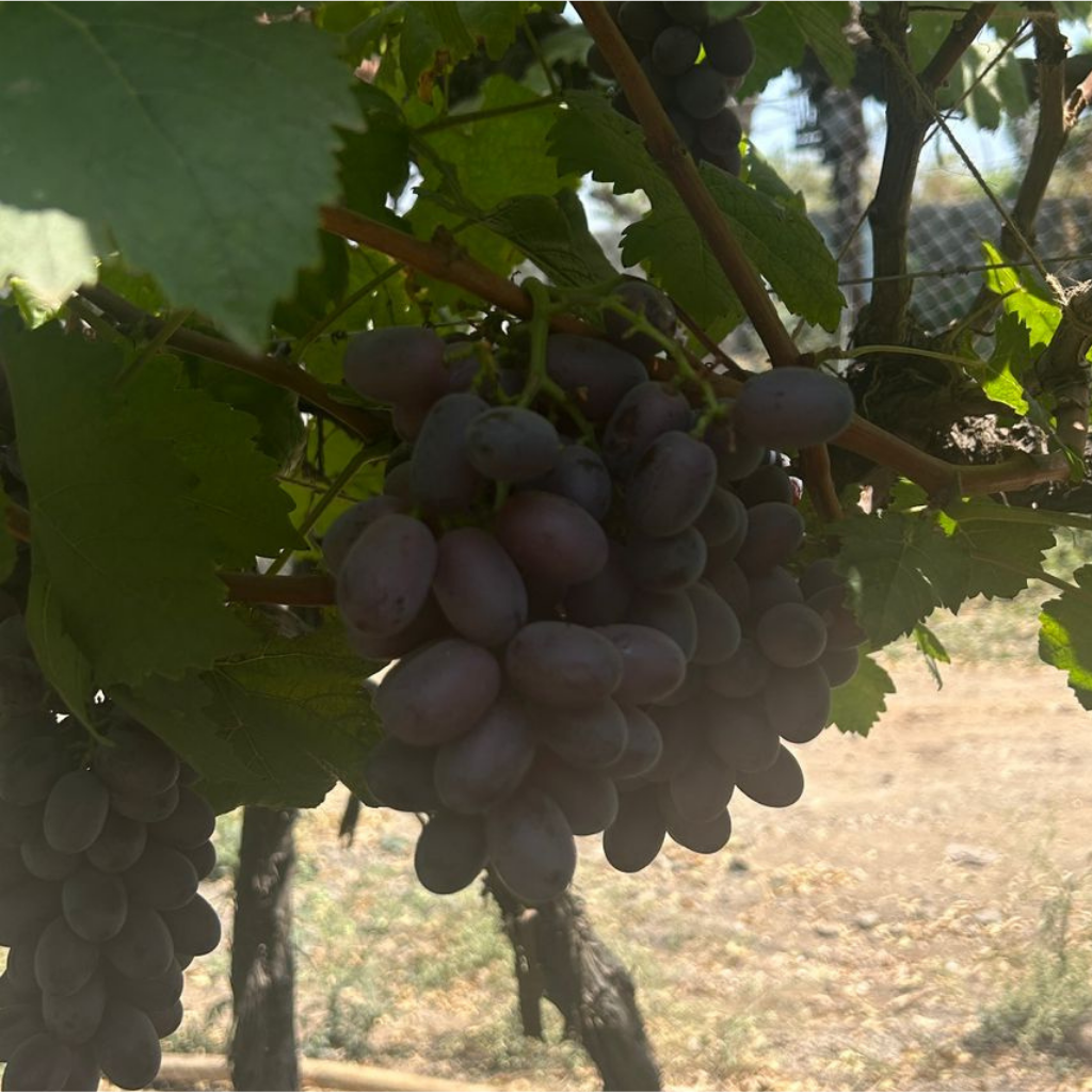 GAP-certified grapes hanging on vine