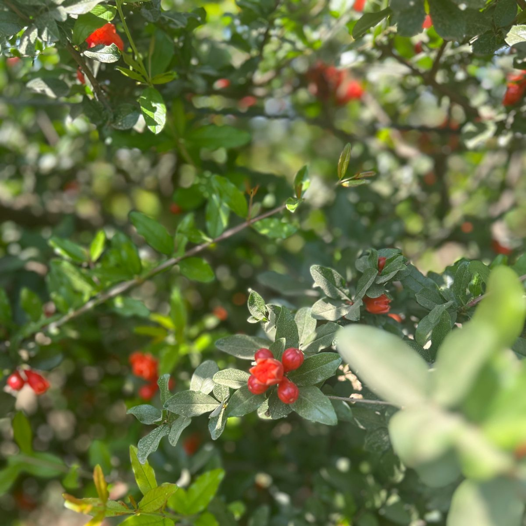 Visit to a GAP Certified Pomegranate Farm – A Learning Experience