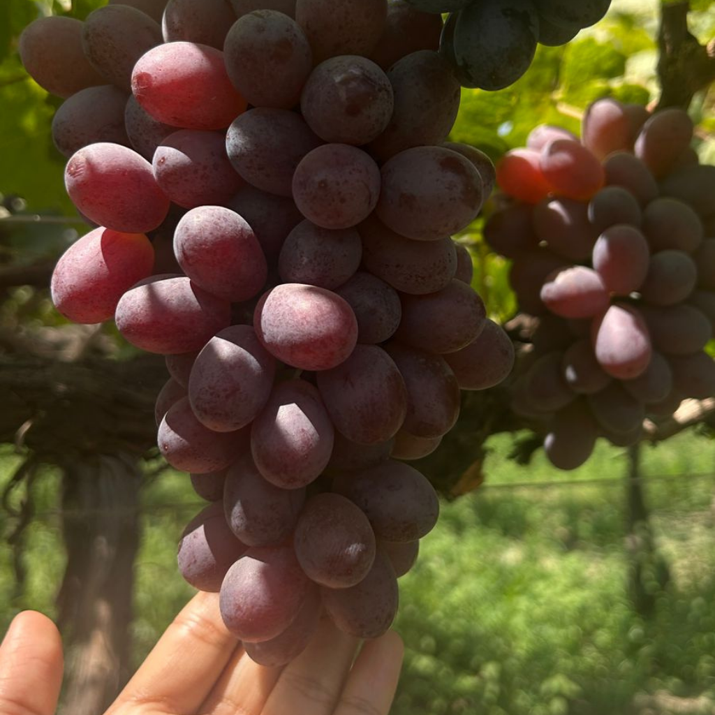 From Farm to Global Markets: Our Visit to a GAP-Certified Grape Farm