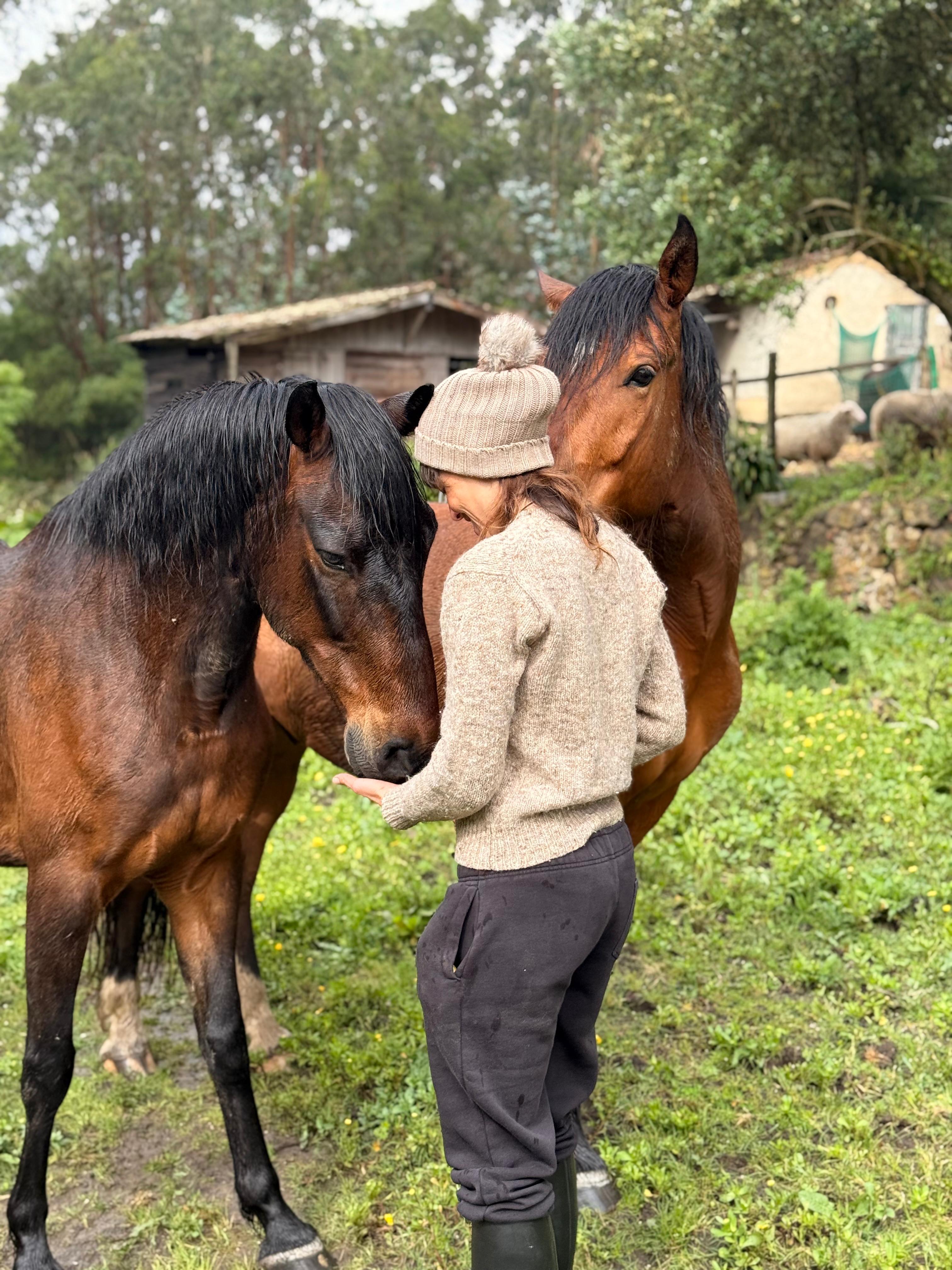 Horses at The Home