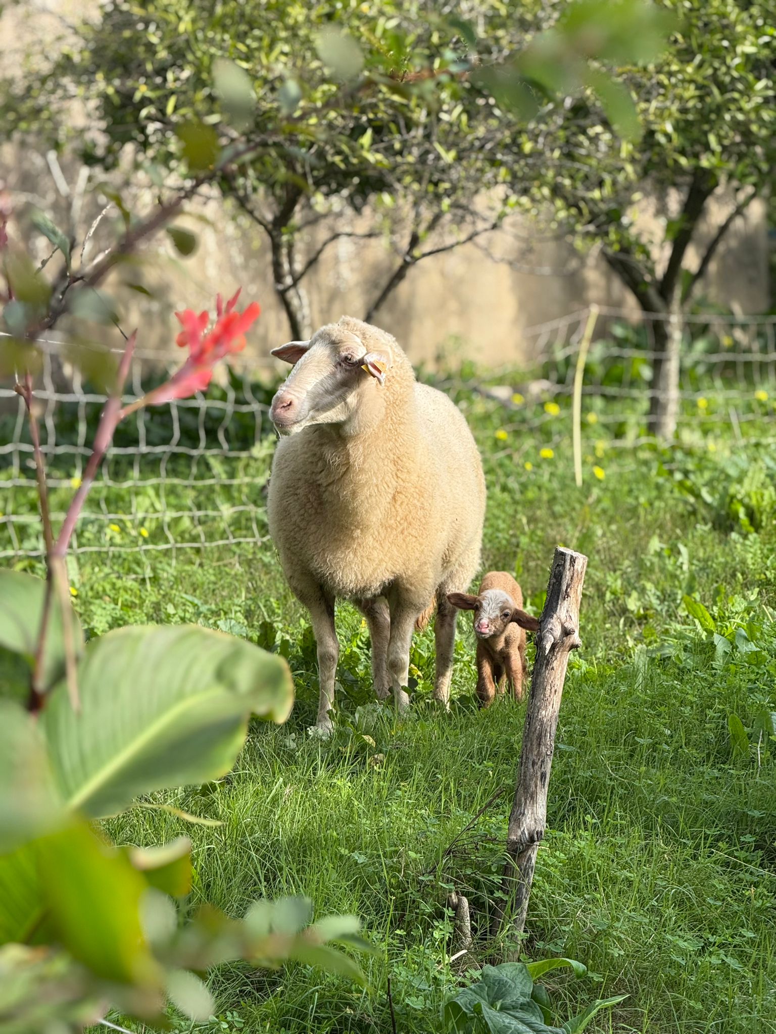 Sheep with lamb