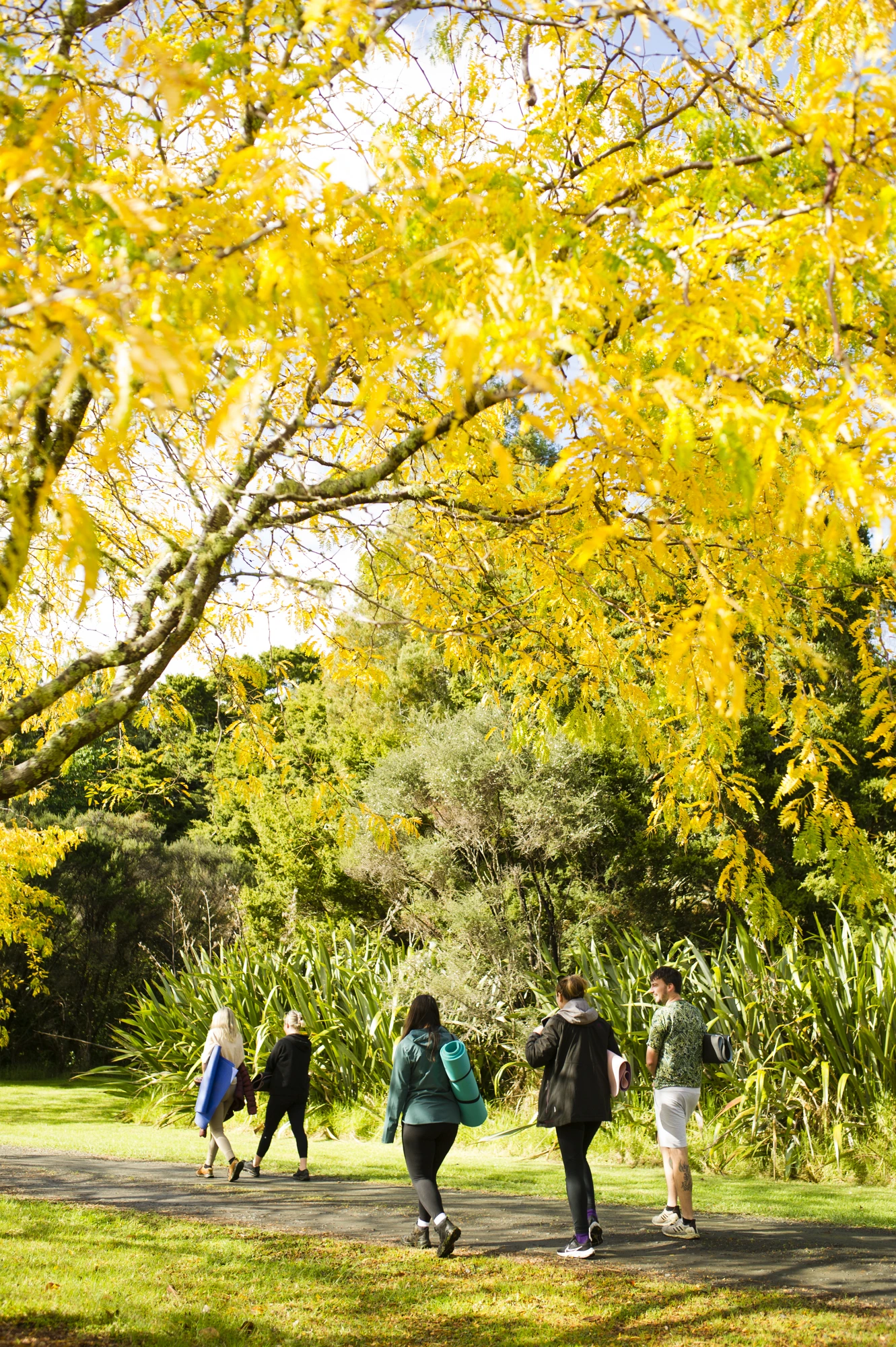 A guided Shinrin-Yoku group walking beneath golden autumn trees