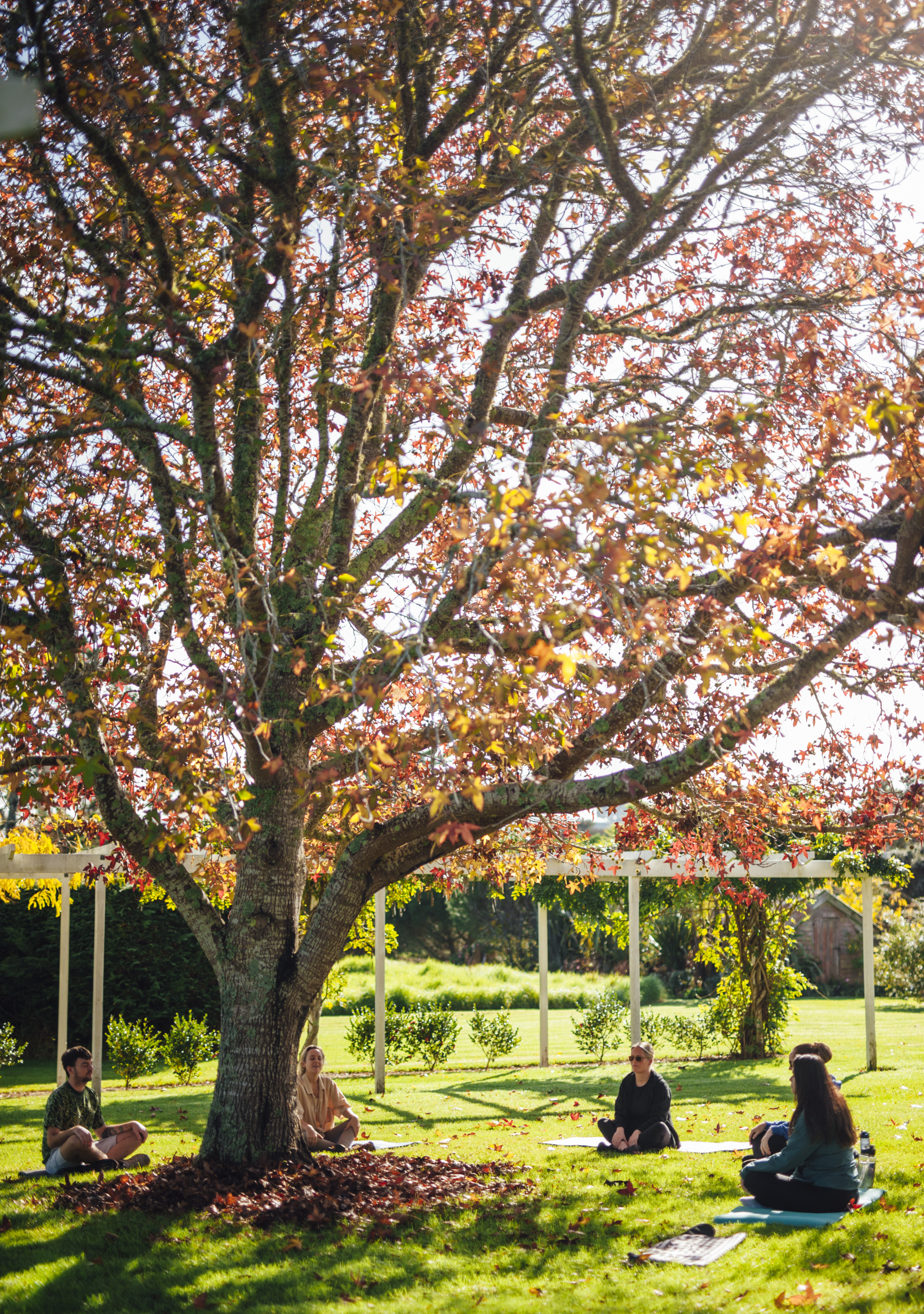People seated quietly on the grass beneath a large tree