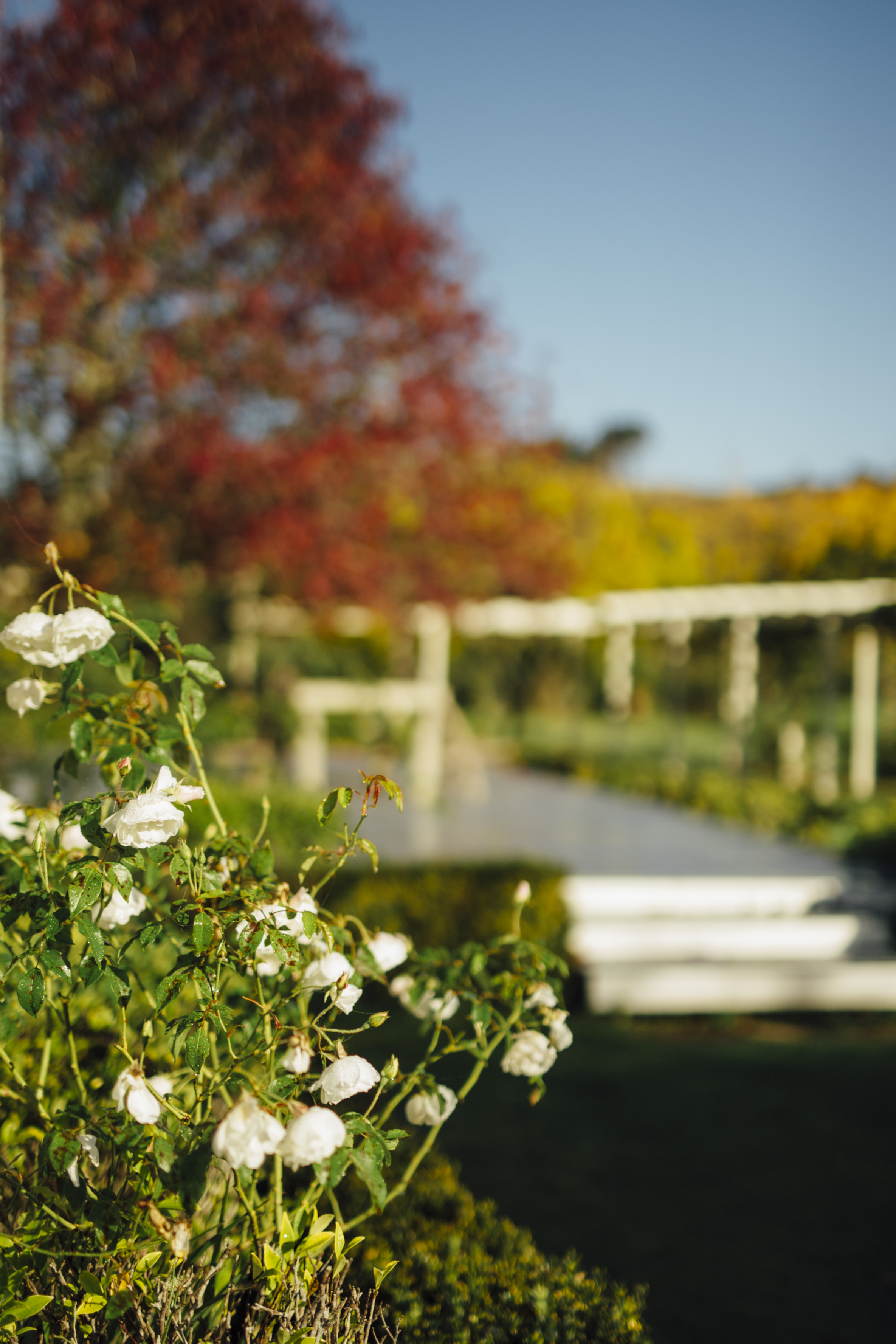 A quiet garden — autumn maple, white roses and a sunlit pergola path