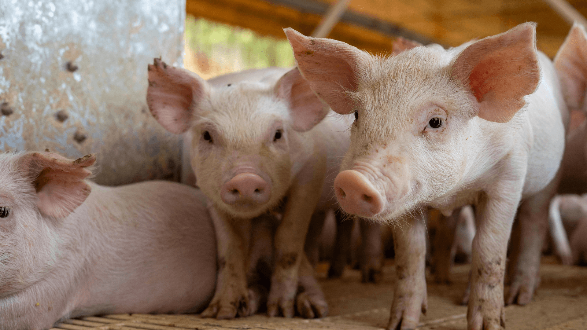 Free-range piglets on a regenerative farm