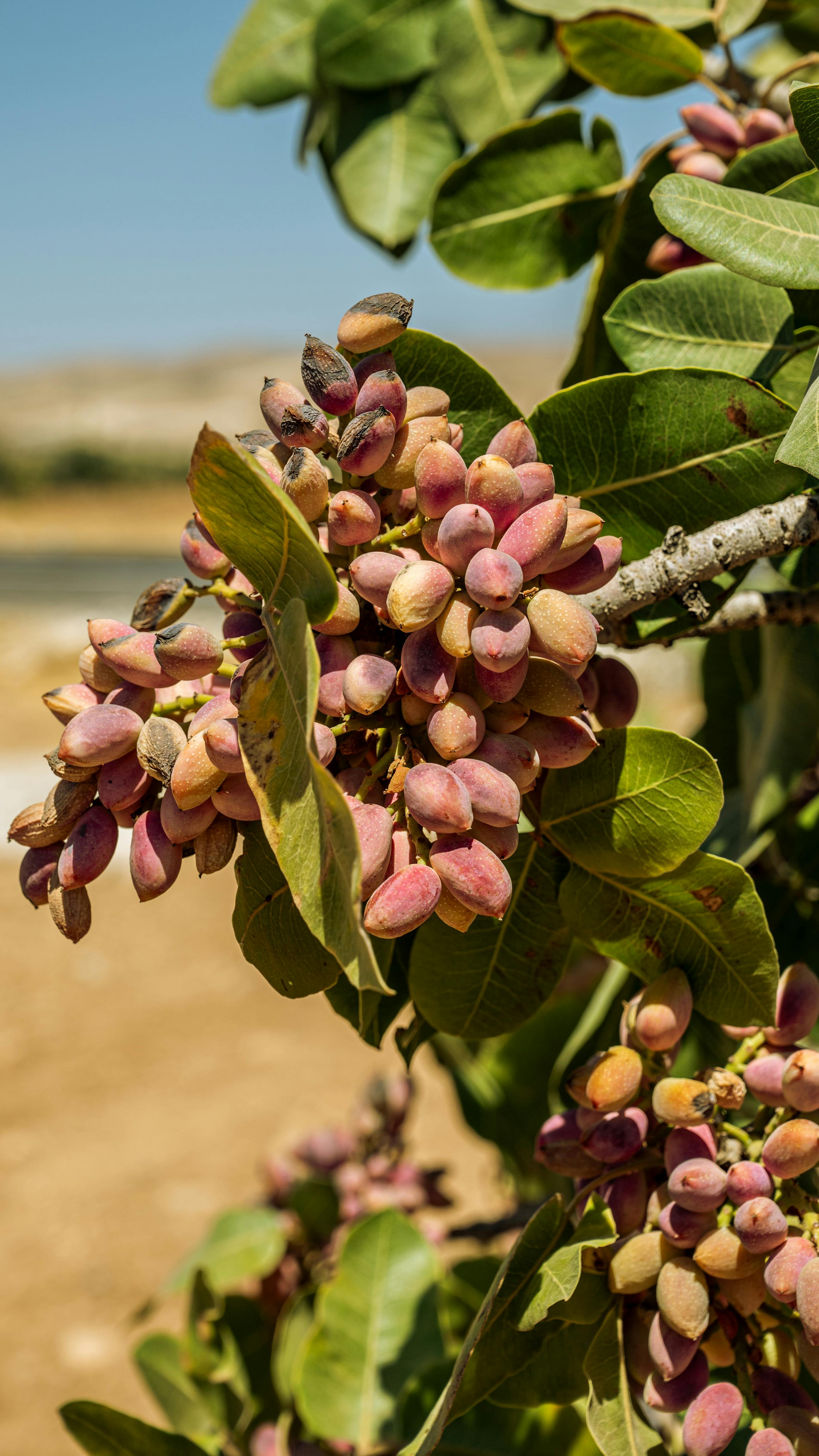 Plantación tecnificada