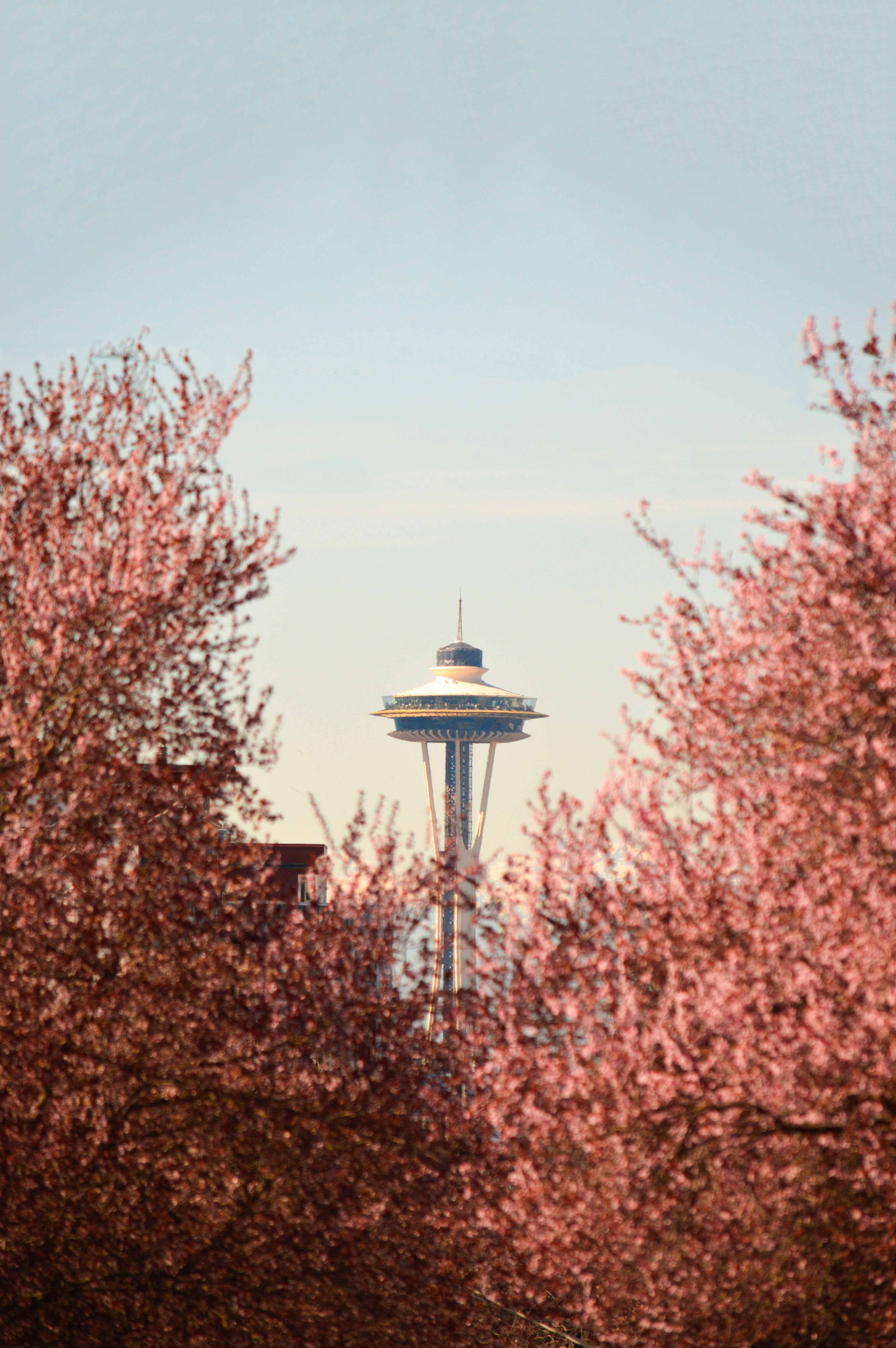 Cherry Blossoms