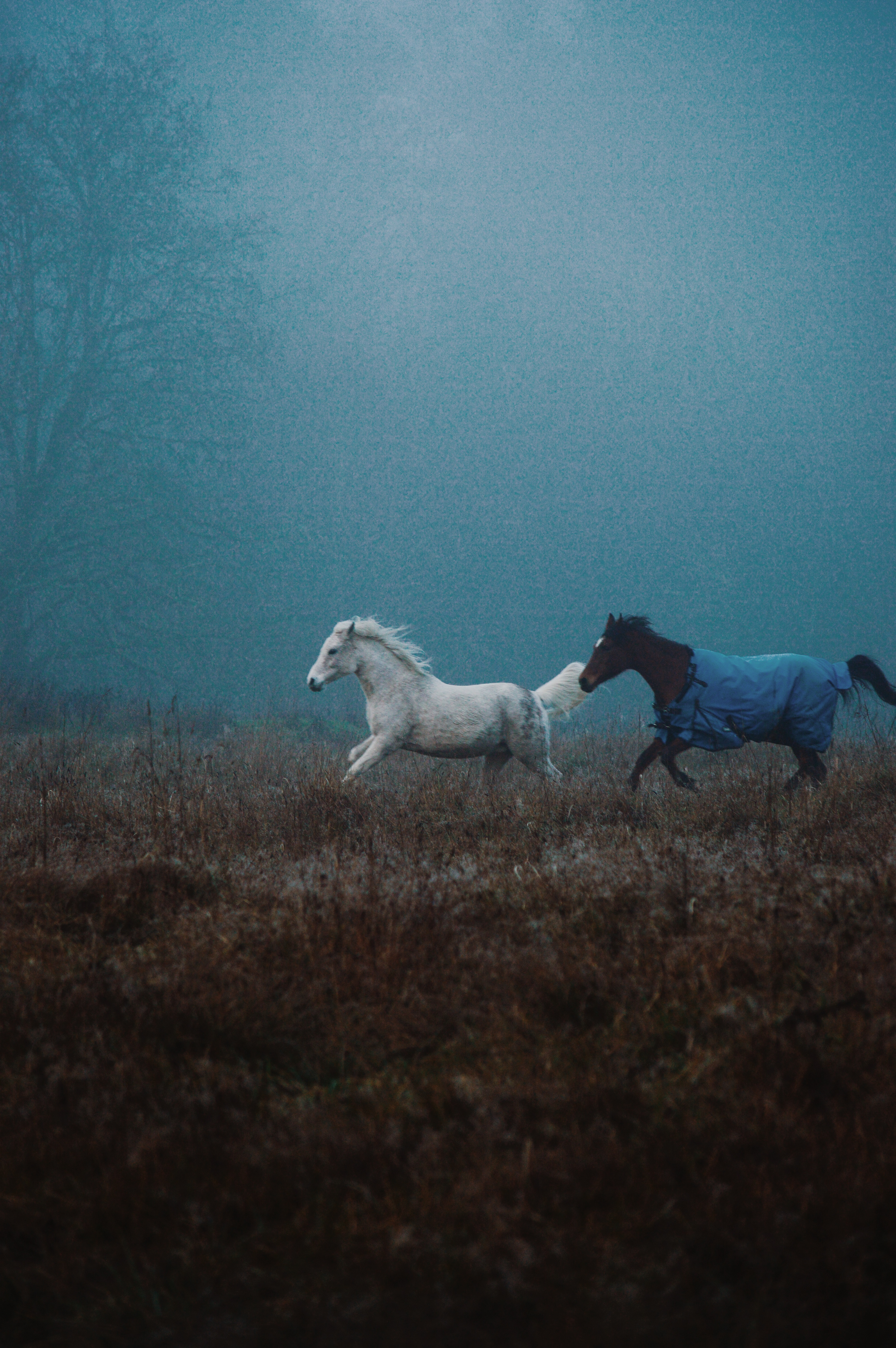 Wild Horses