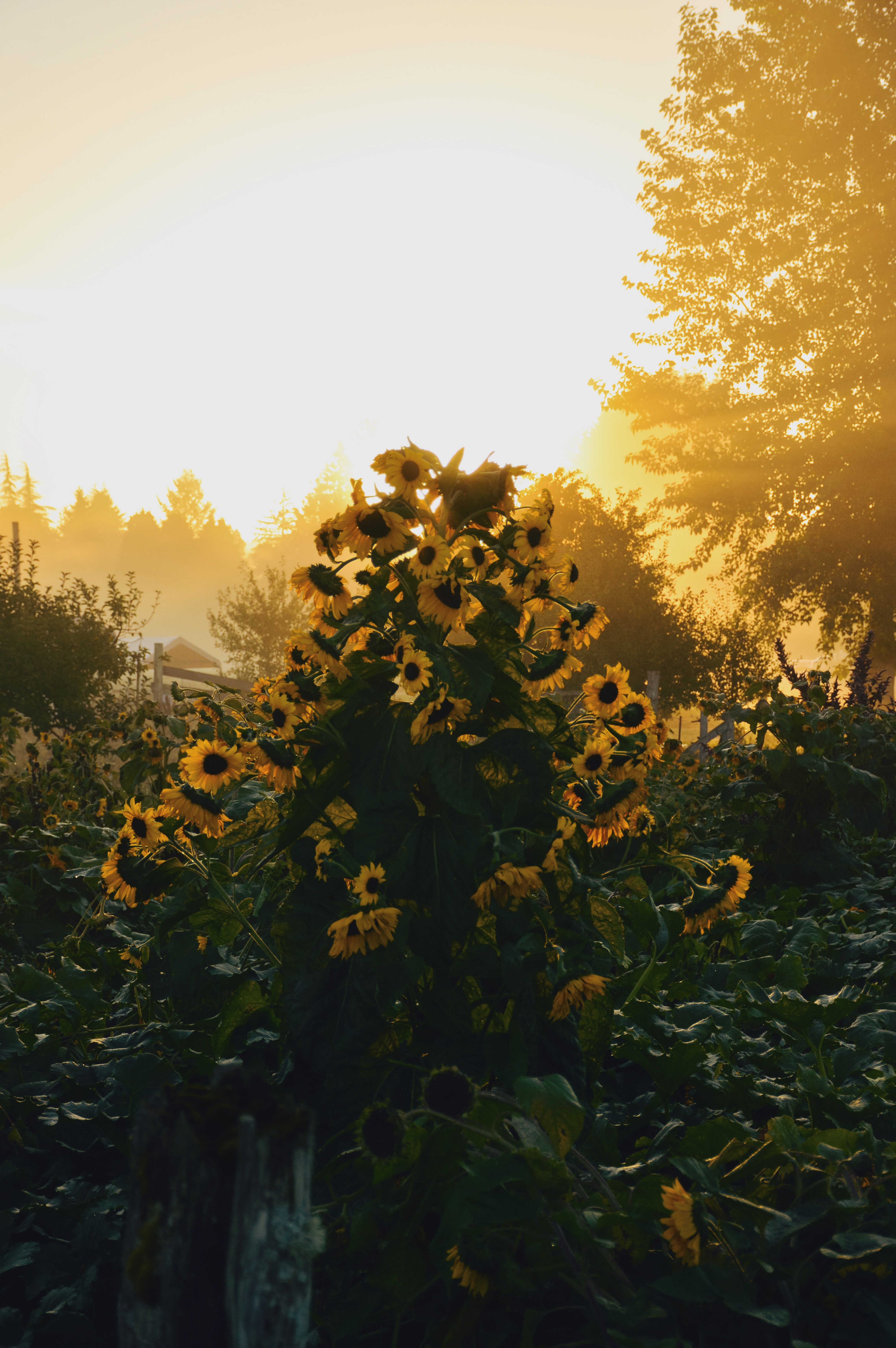 Sunflowers at Sunset
