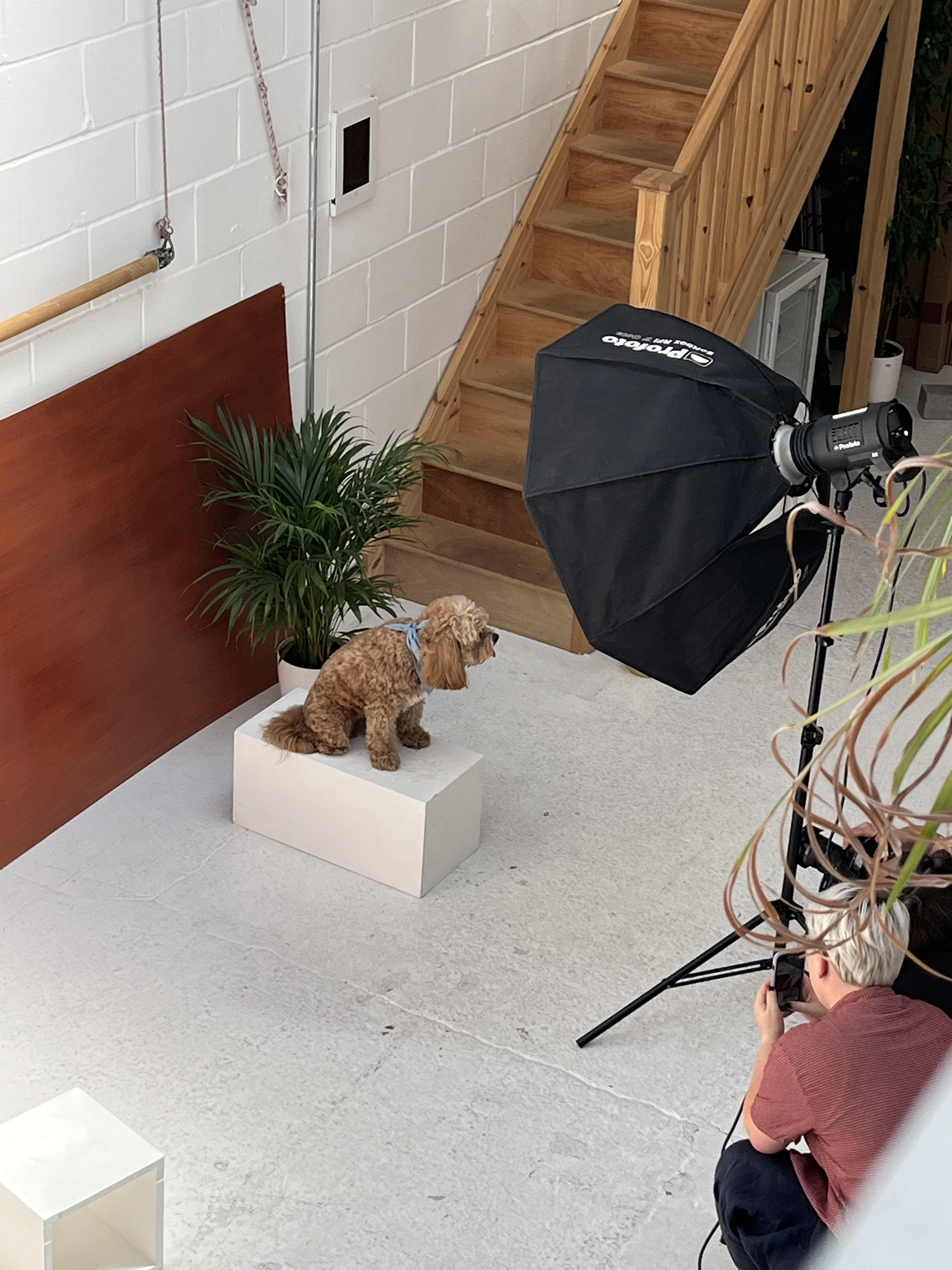 Behind-the-scenes at Peanut Factory Studio — photographer with Profoto softbox lighting a set for a photography shoot