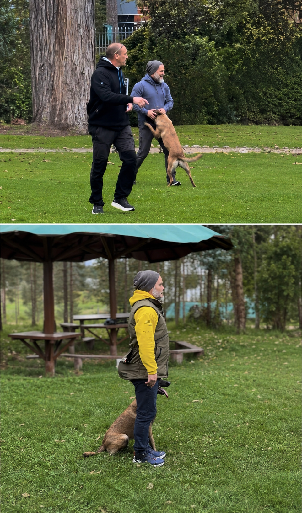 Schutzhund 1 — sección A