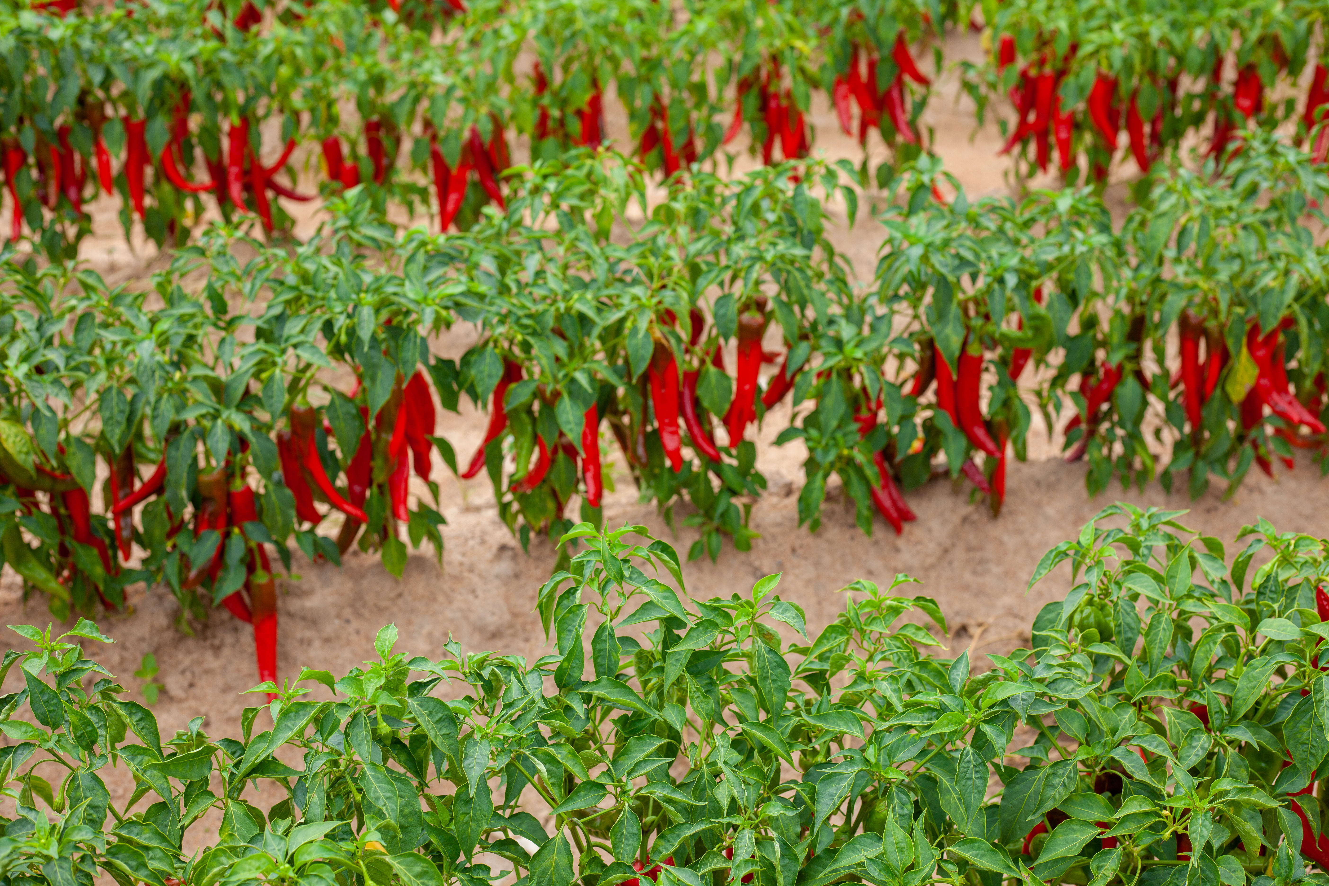 Rows of healthy young paprika seedlings in a Whitney Paprika nursery