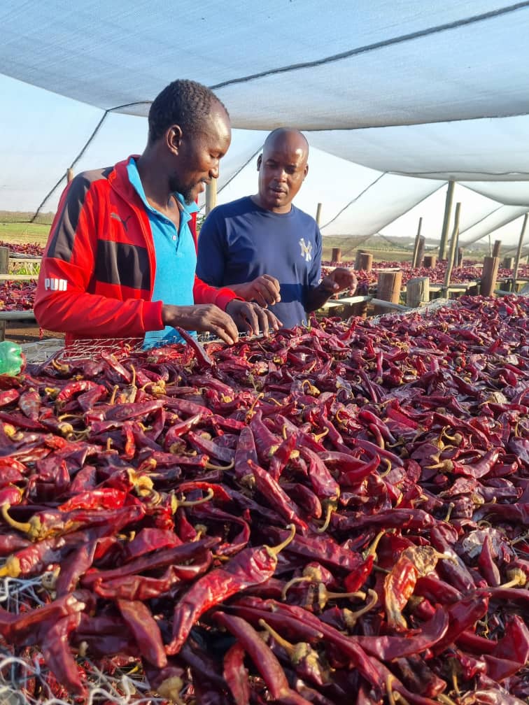 Smiling Whitney Paprika smallholder growers with programme brochures