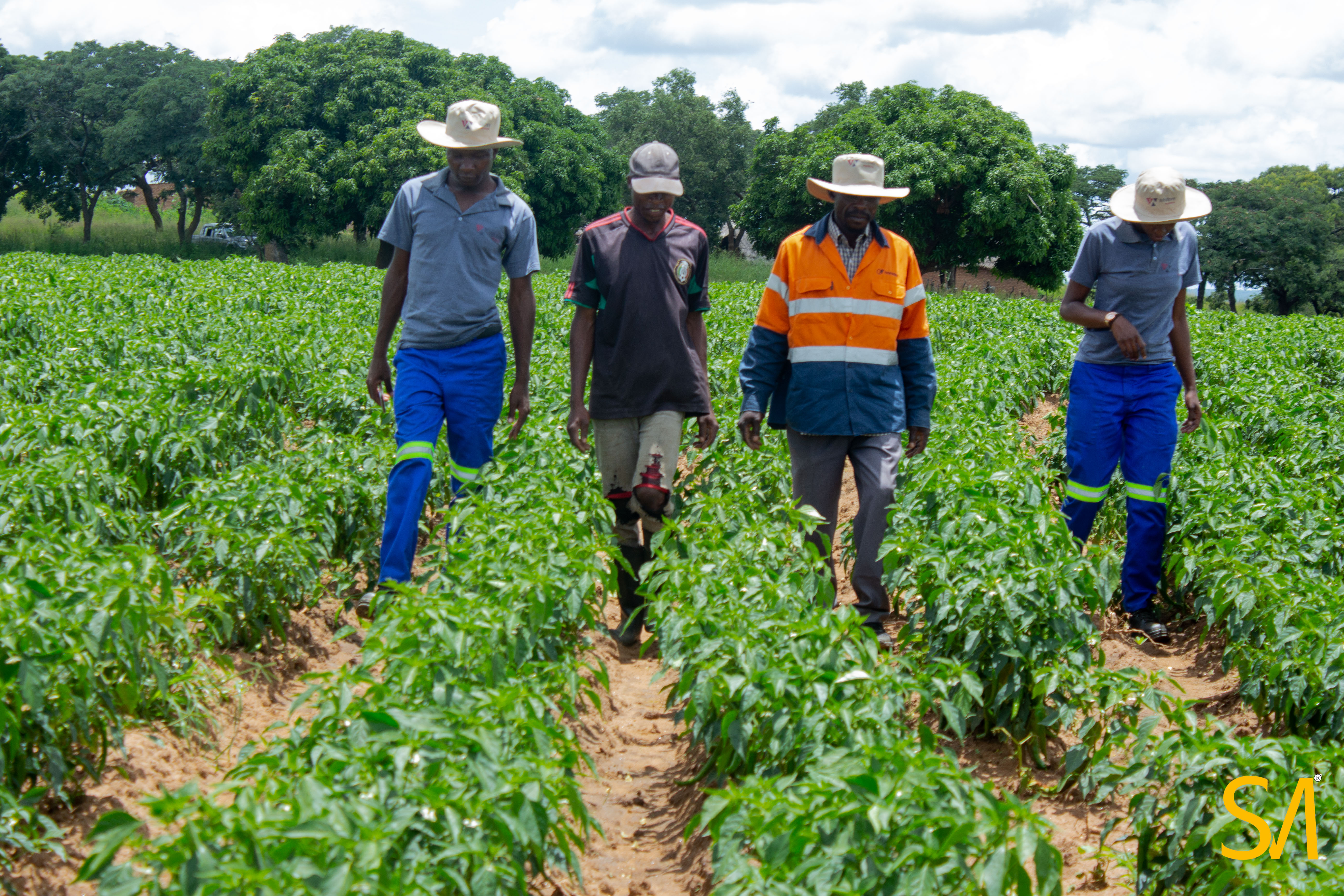 The agronomist speaks: soil health for premium paprika & chilli