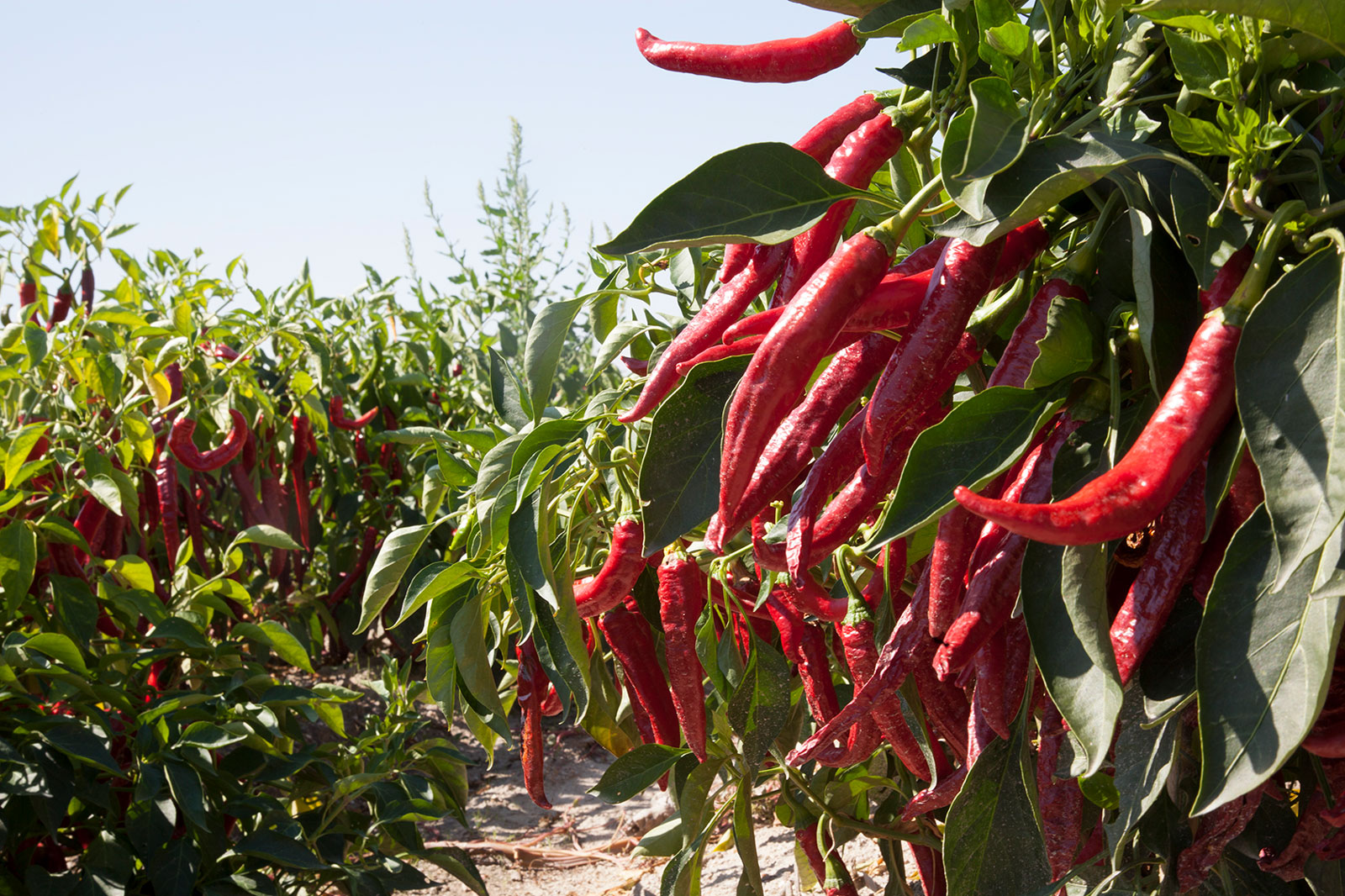 Ripe red paprika peppers on the plant