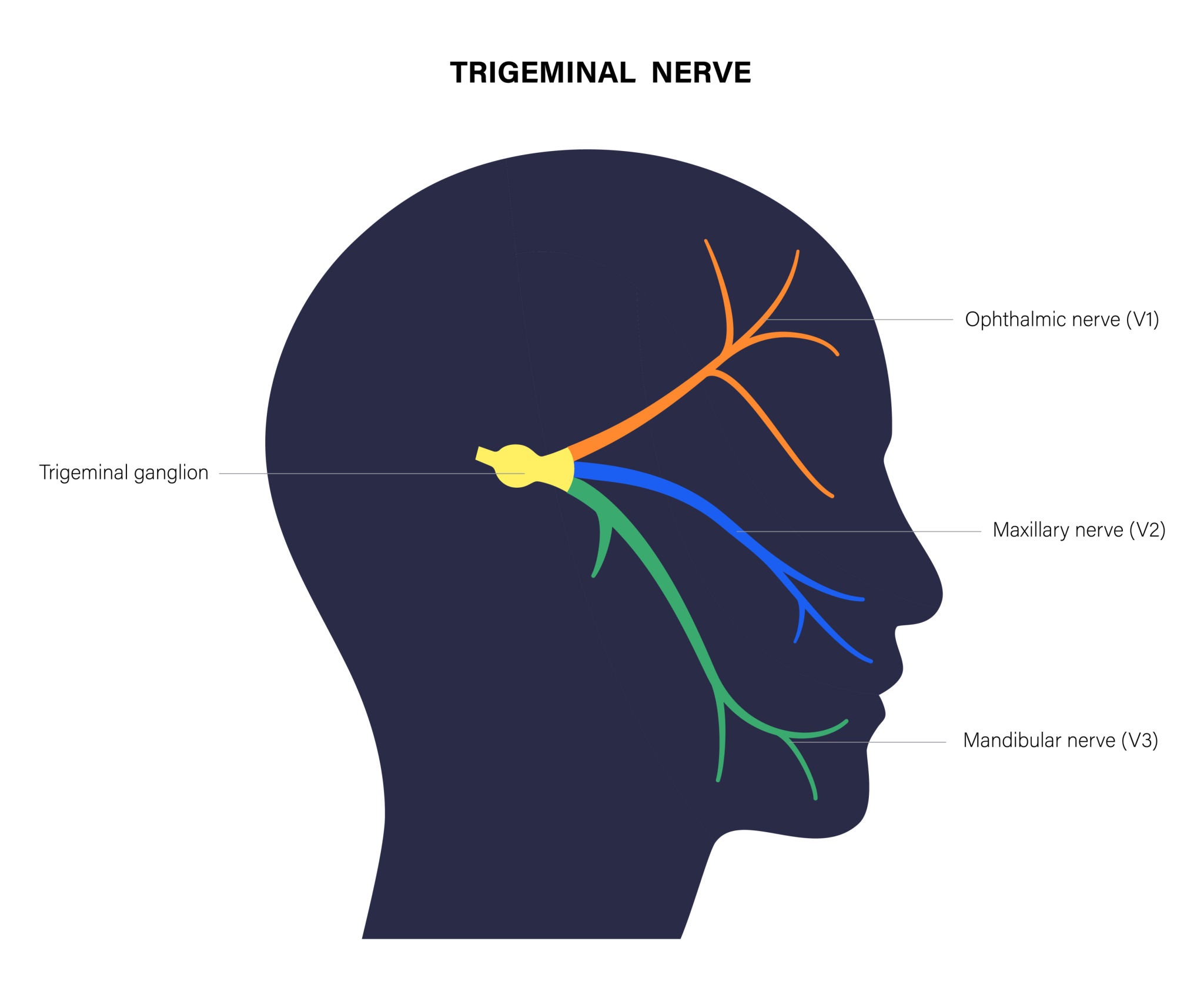 Trigeminal nerve anatomy diagram showing the ophthalmic (V1), maxillary (V2) and mandibular (V3) nerve branches