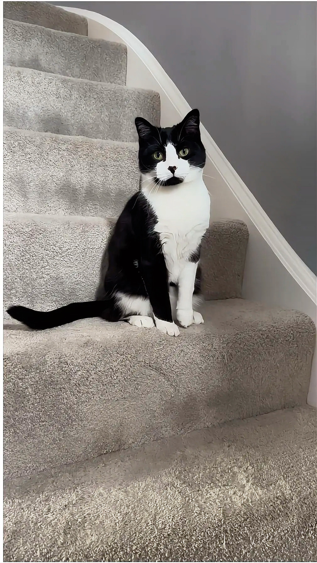 Your pet's photo