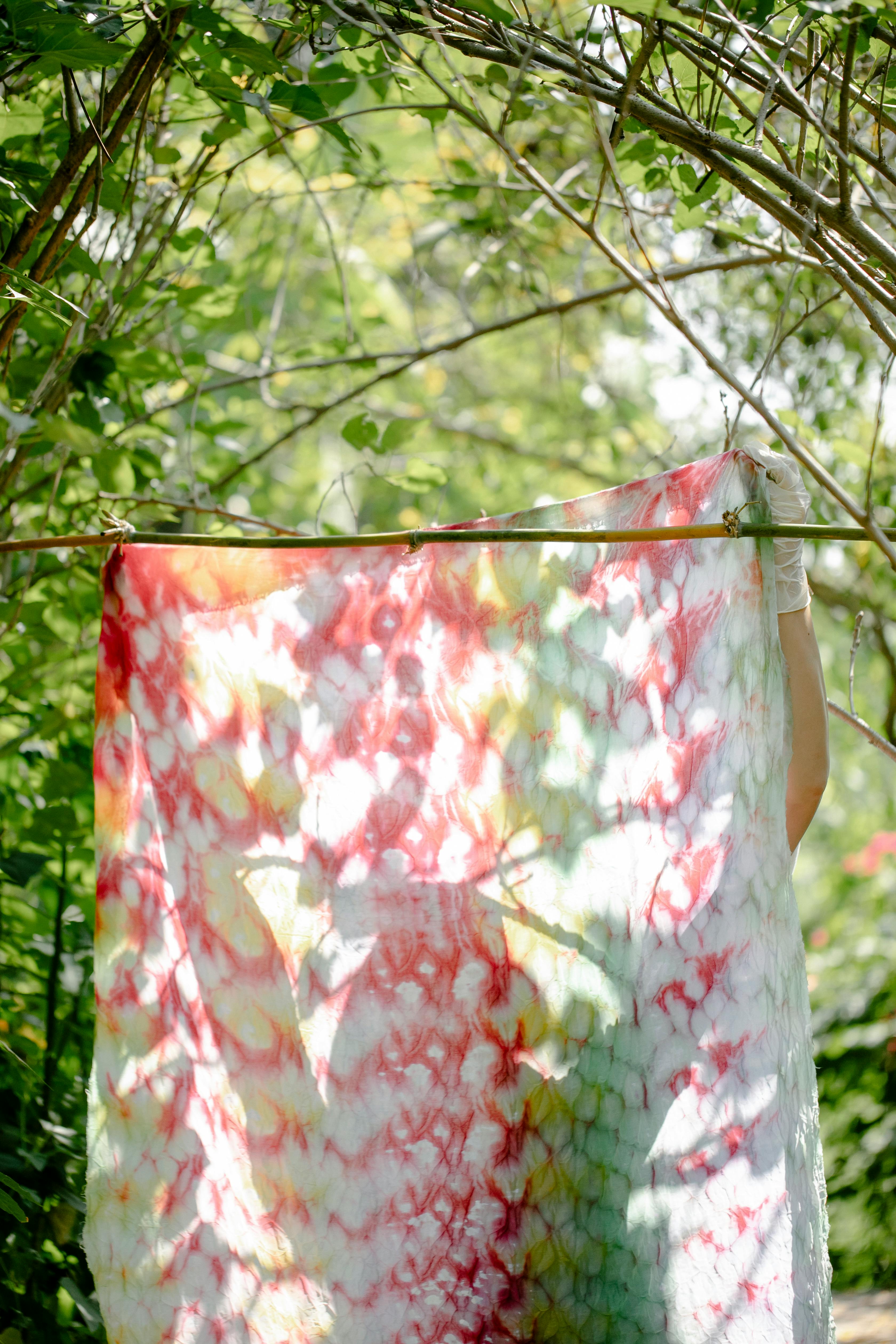 Sun-touched cotton, hung low on a branch.