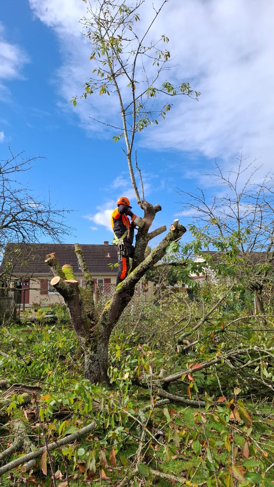 Réglementation abattage arbre : tout ce qu'il faut savoir