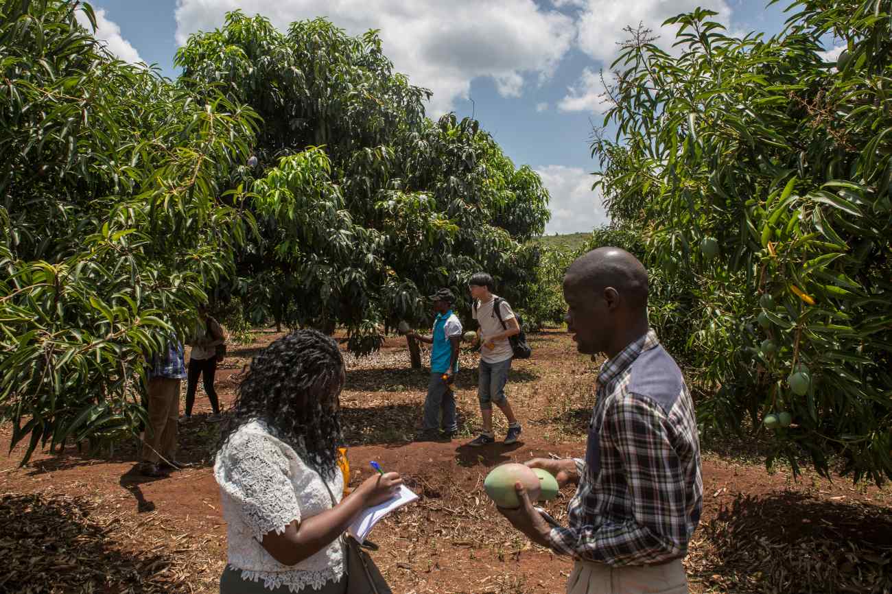 Mango Farm Visit