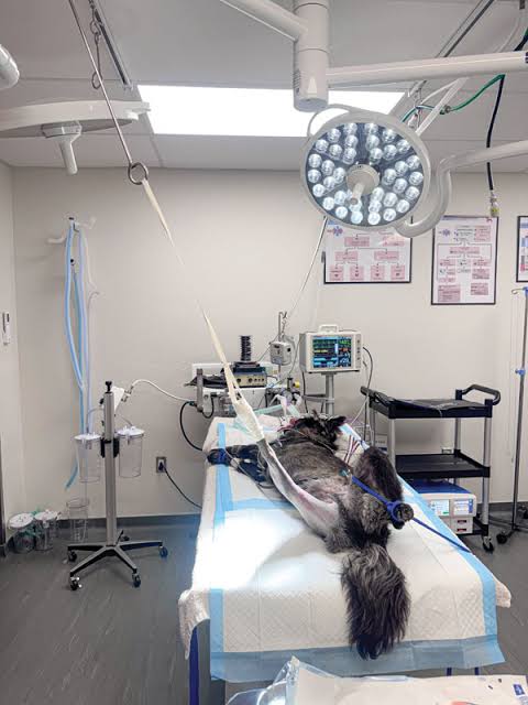 ECG Monitor at Ichi and Ori Pet Care, Noida
