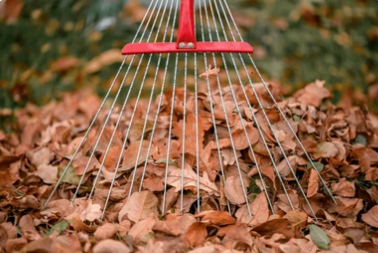 Leaf Removal