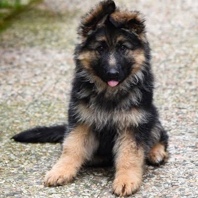 German Shepherd puppies - Loyal protectors for your family! Now available