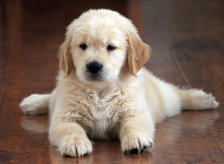 Golden Retriever puppies available! Pure breed, fully vaccinated. Visit our store in Sector 31, Noida