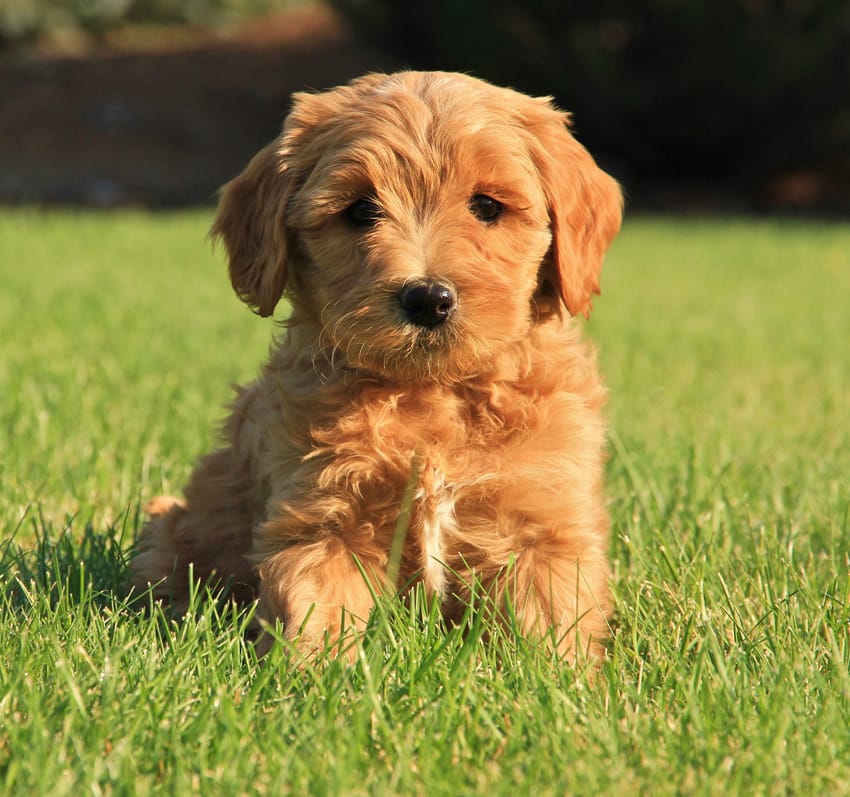 Low-shedding Maltipoo - a great apartment companion! DM for details