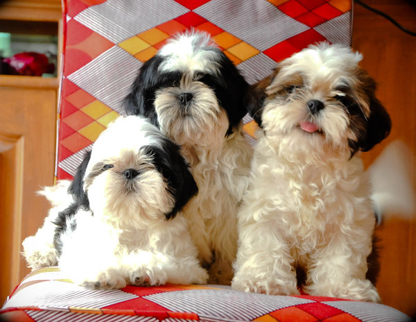 Adorable Shih Tzu babies looking for loving homes! Perfect apartment companions