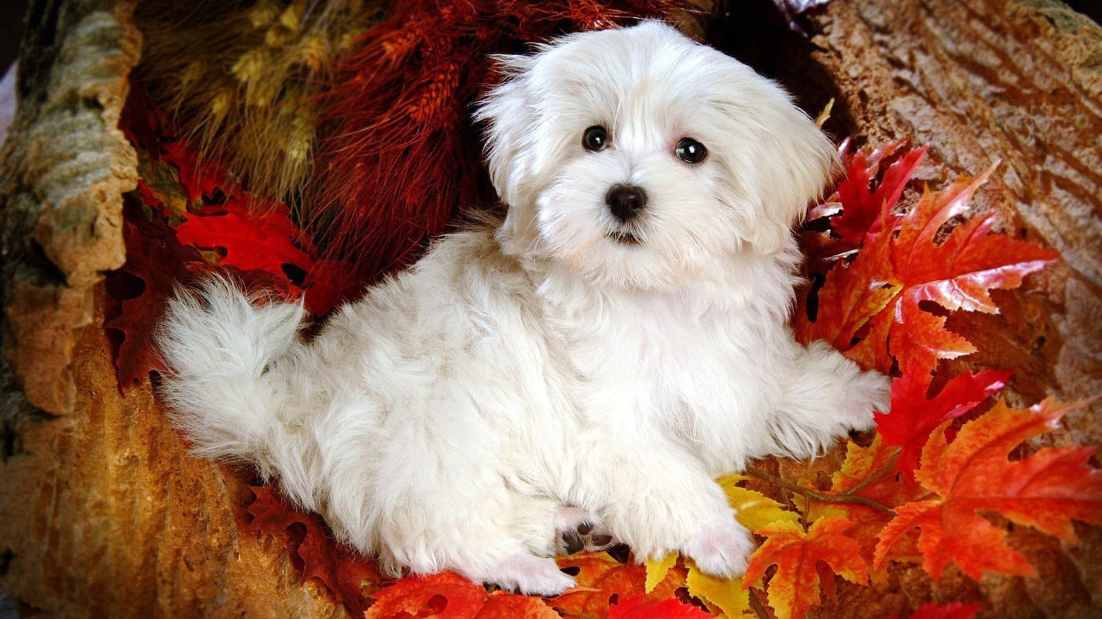 Maltese