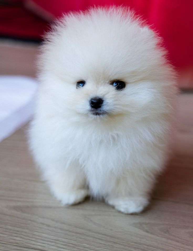 Toy Pomeranian alert! Small size, big personality. Pure breed with papers