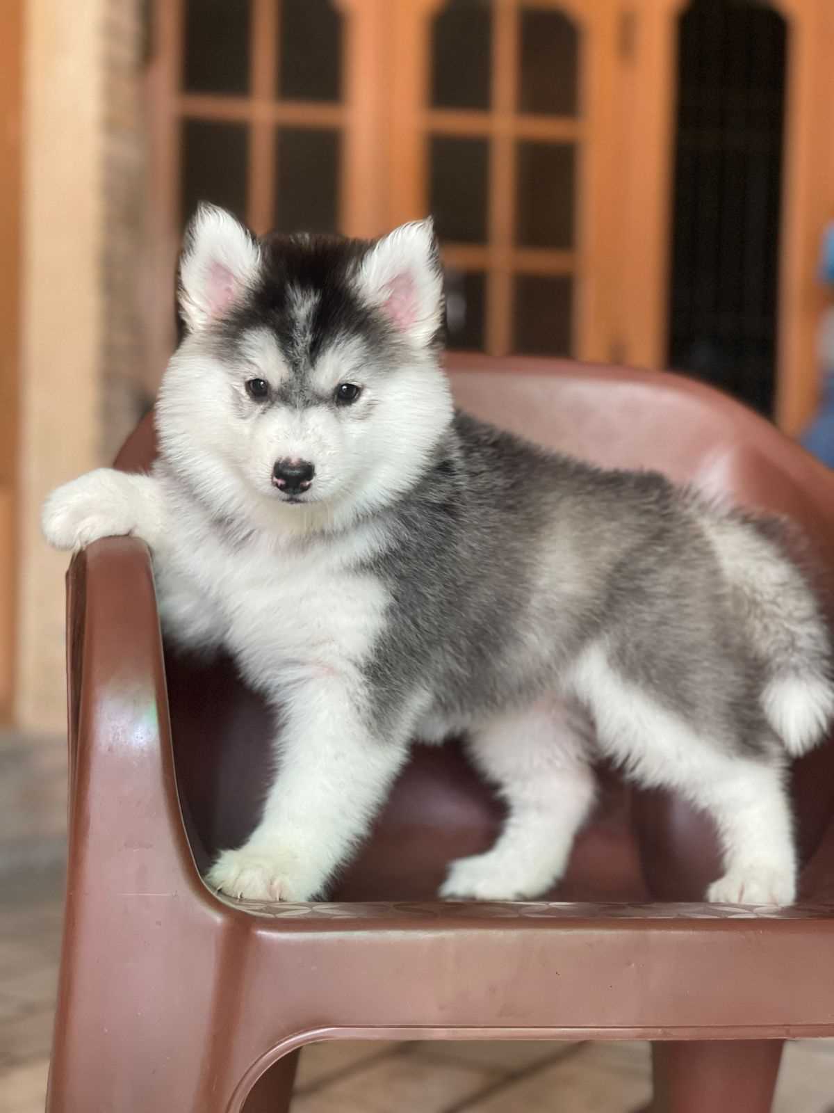 Siberian Husky with those mesmerizing blue eyes! Healthy puppies available