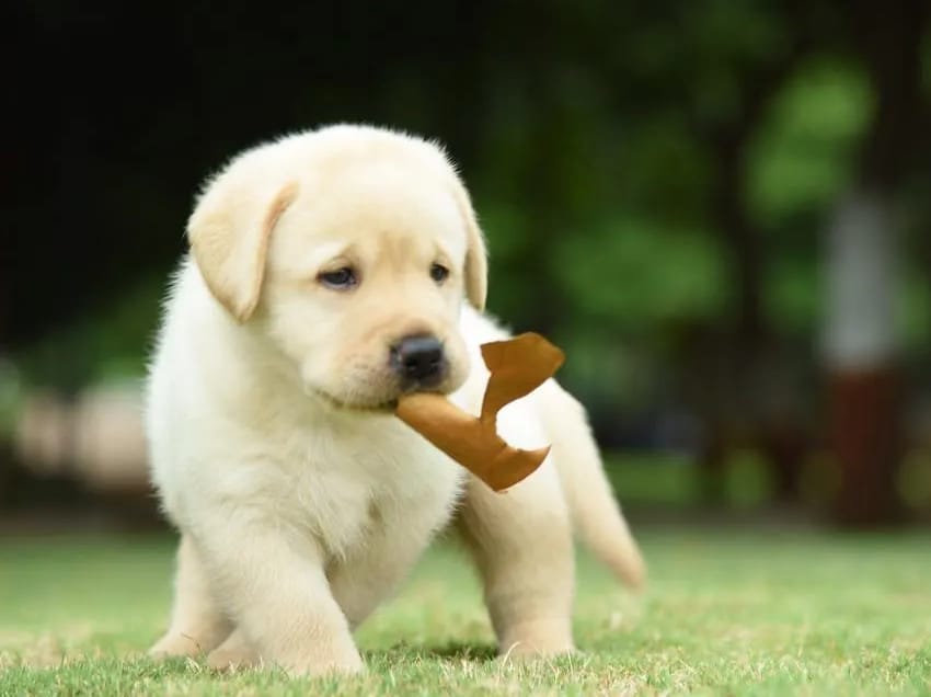 Labrador Retriever puppies - India's favorite family dogs! Home delivery available