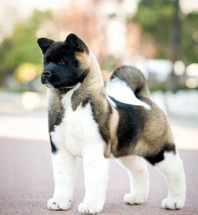 Majestic Akita puppy looking for a loving home! Visit us today
