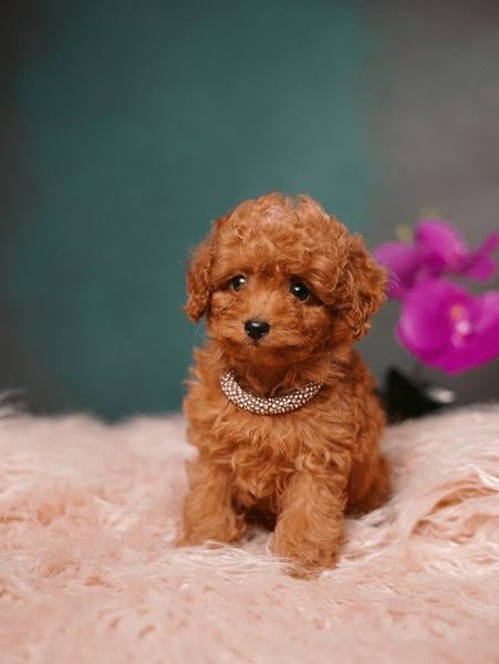 Poodle