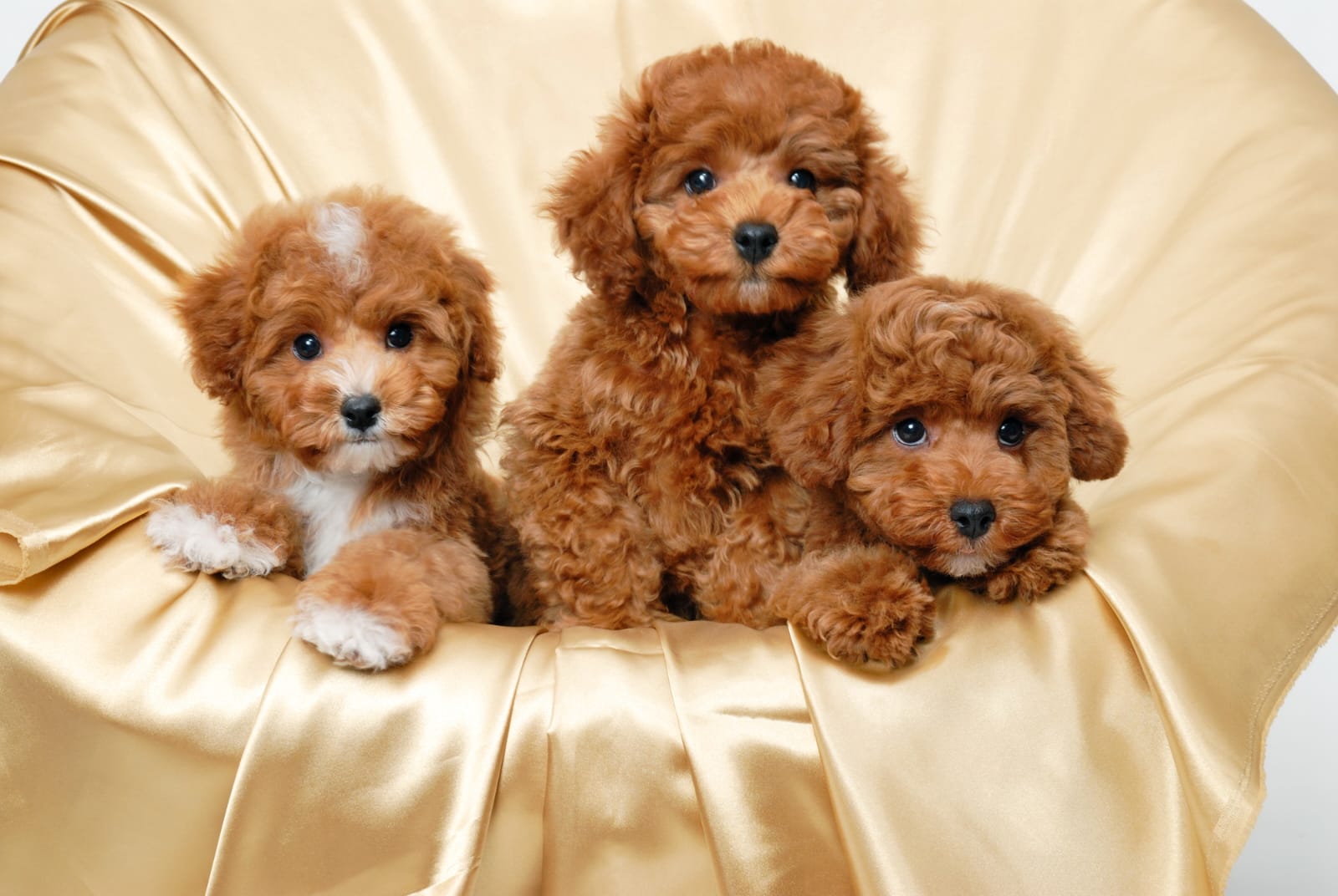 Adorable puppies at Petsmart Puppies Noida